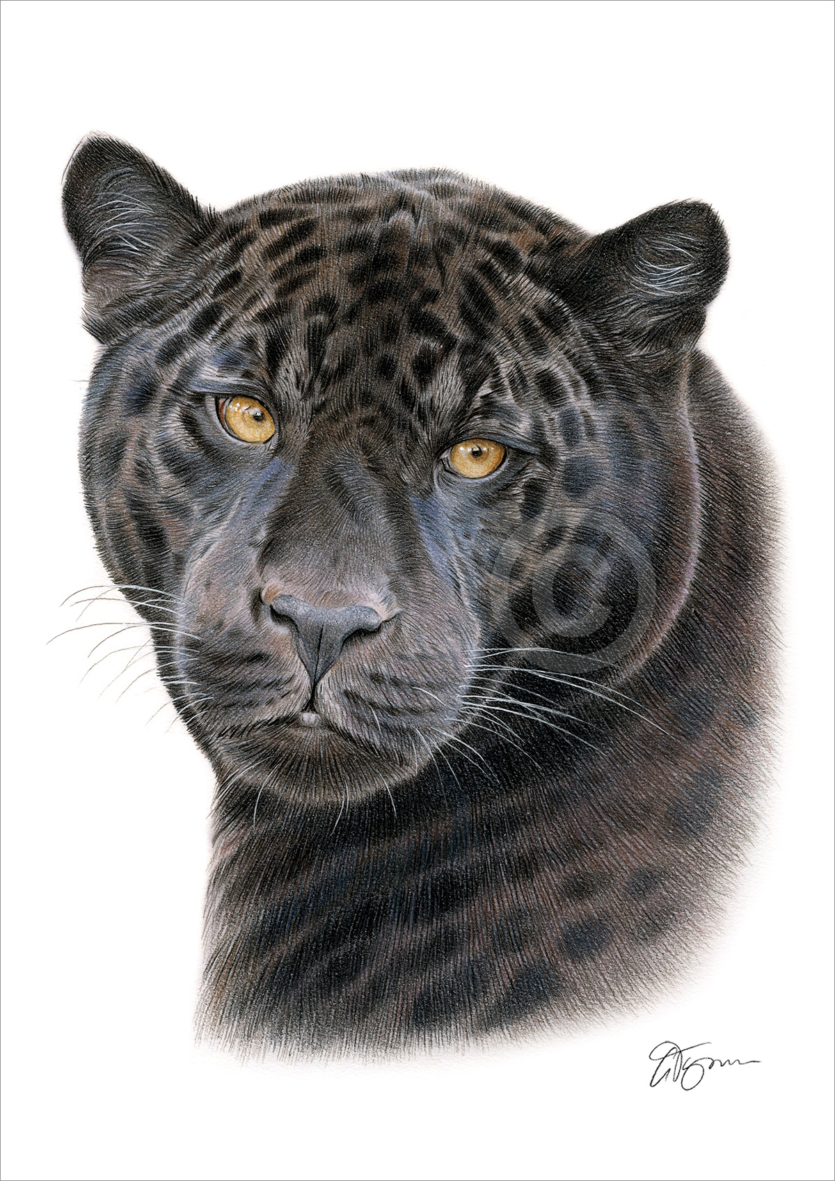 Black Panther colour pencil drawing artwork