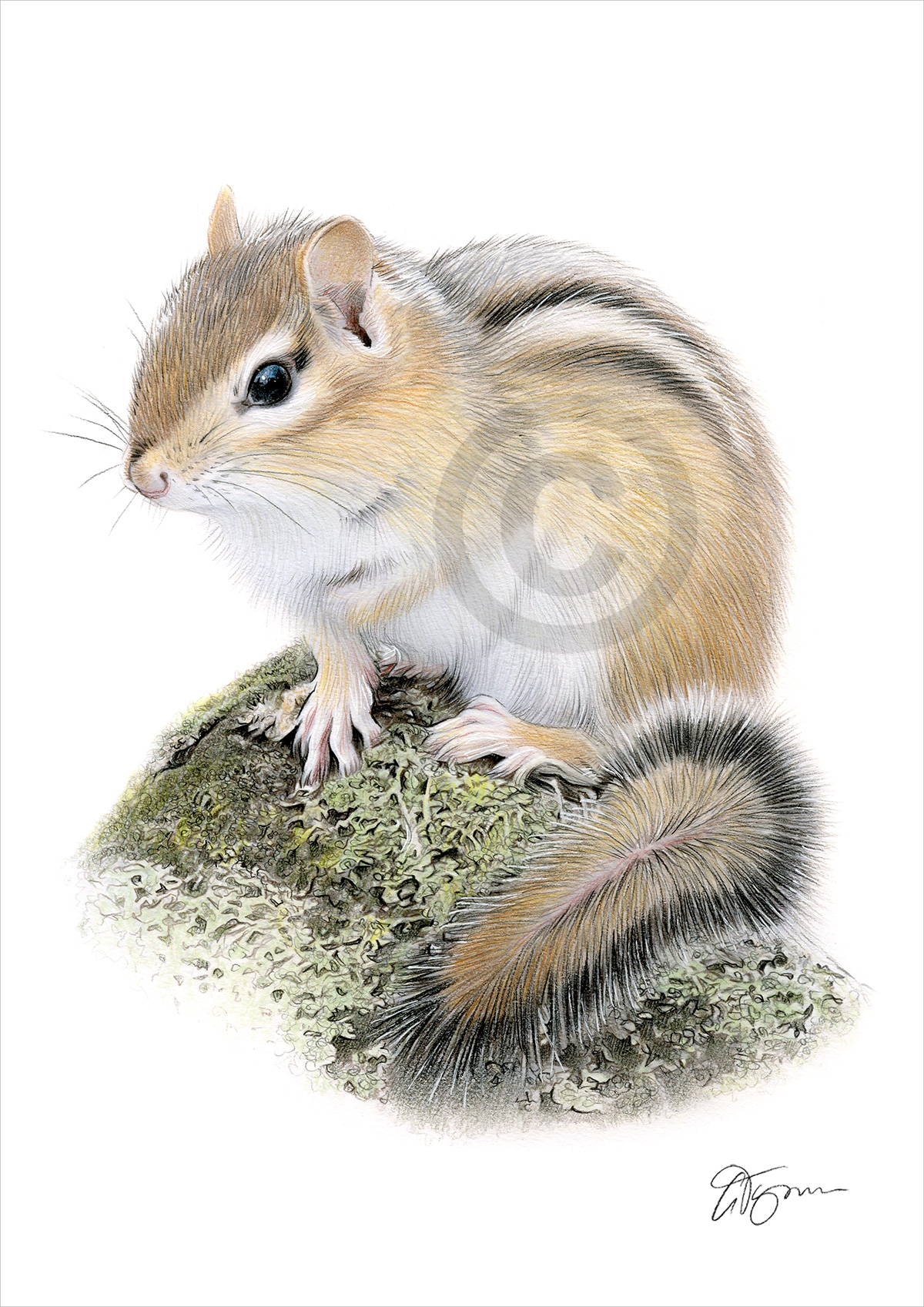 Chipmunk colour pencil drawing