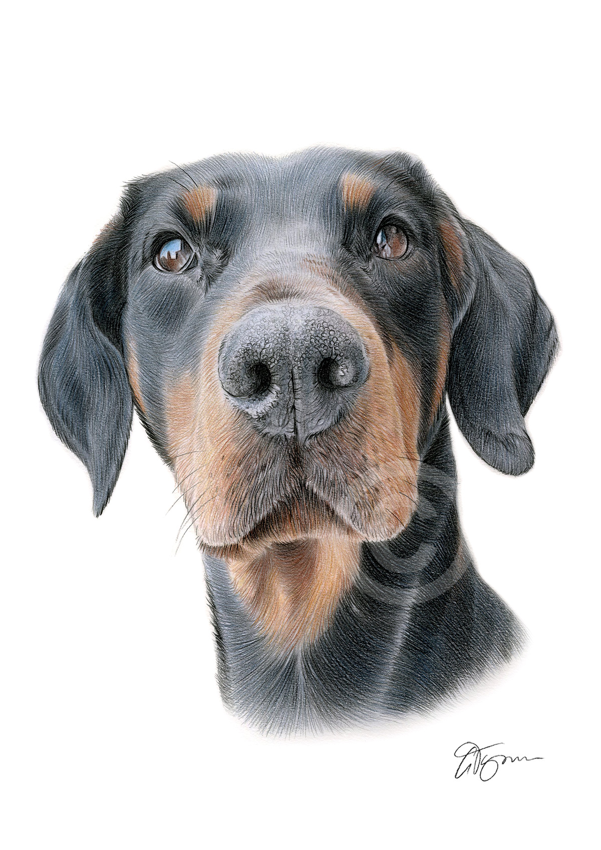 Doberman Pinscher colour pencil drawing