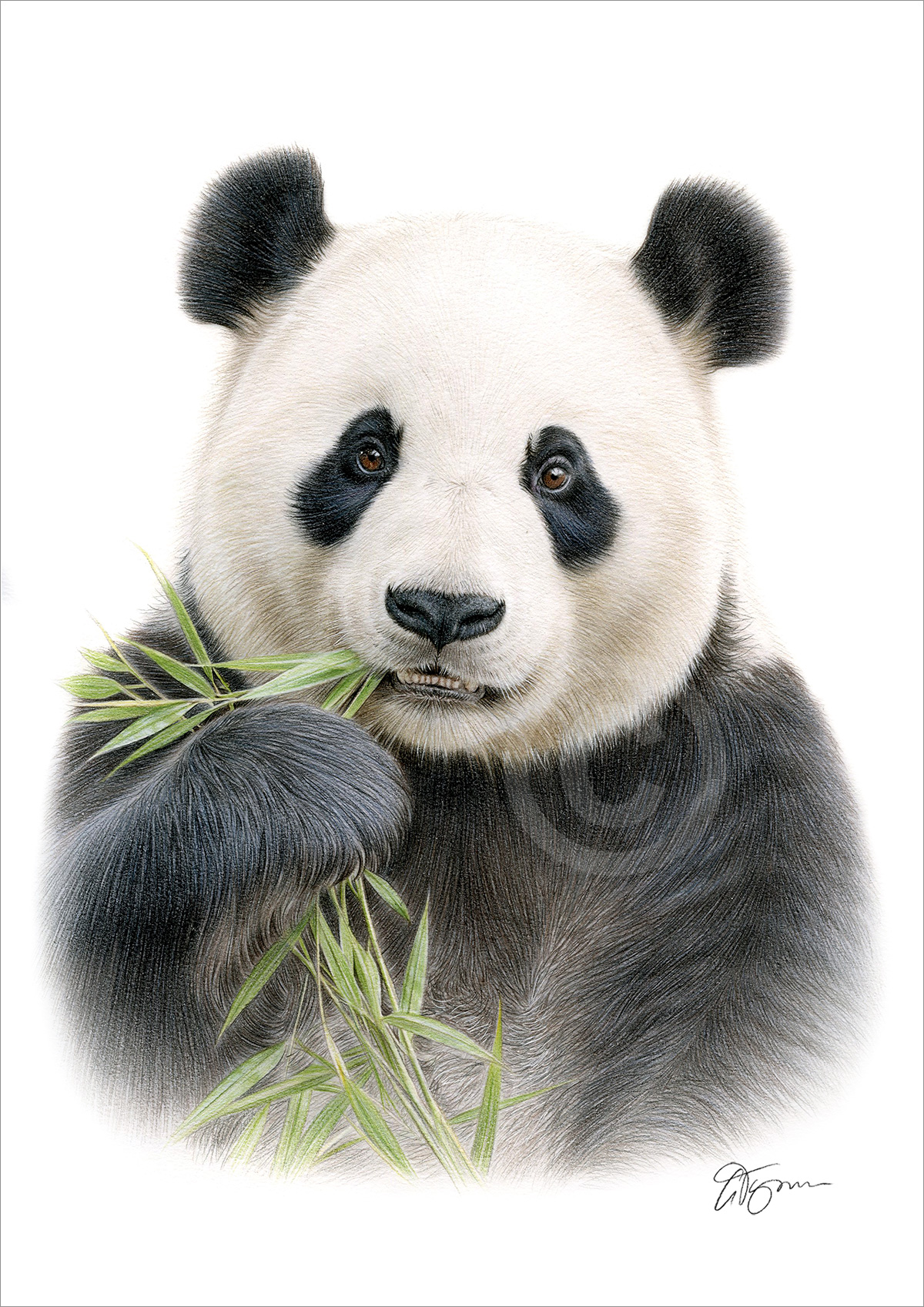 Giant Panda colour pencil drawing
