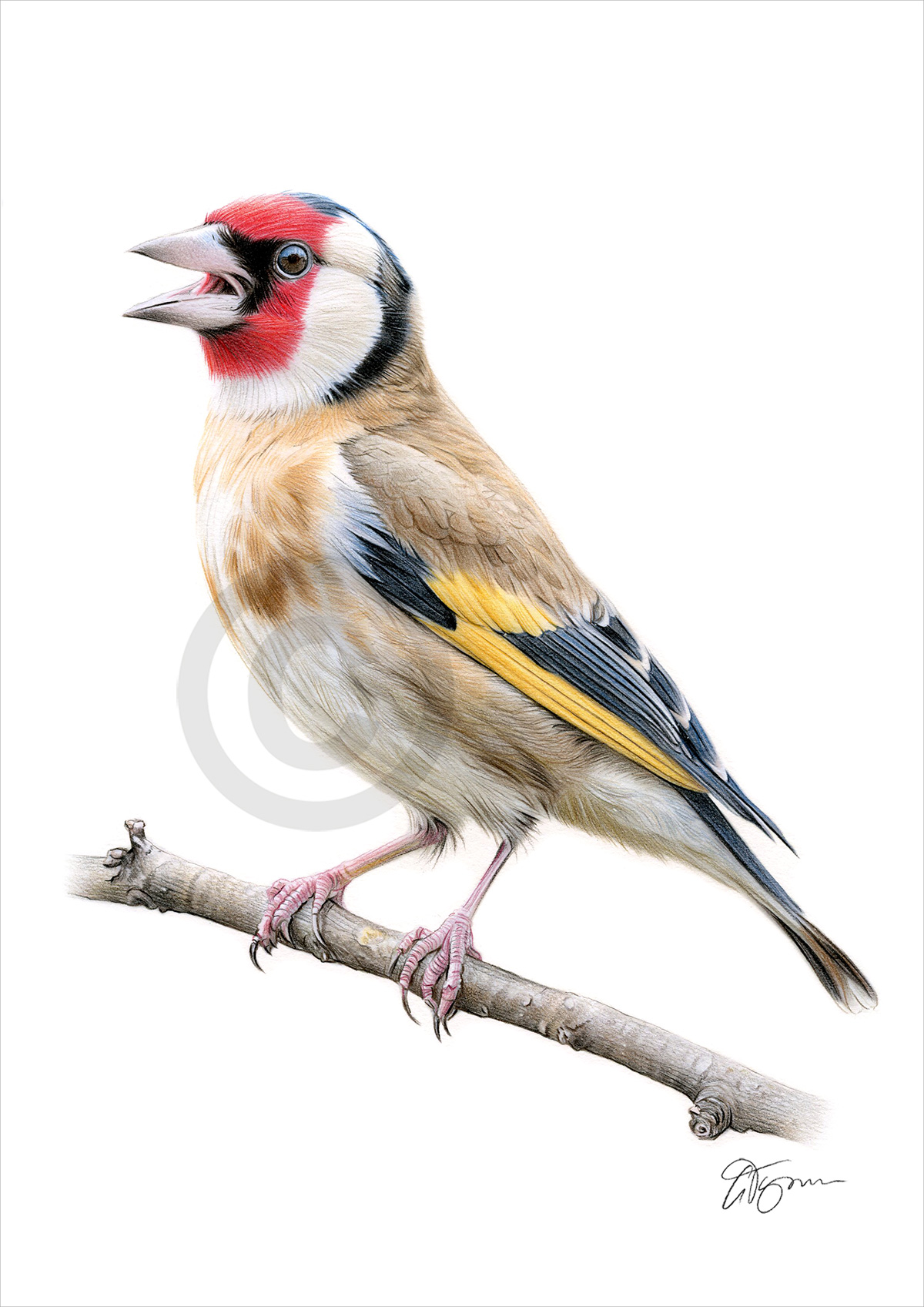 Goldfinch colour pencil drawing