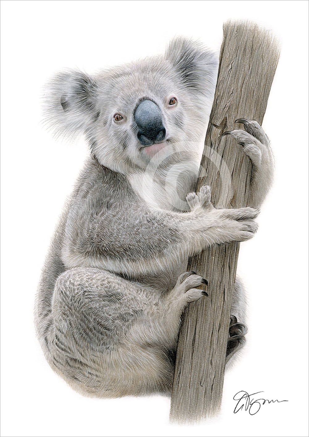 Koala Bear colour pencil drawing