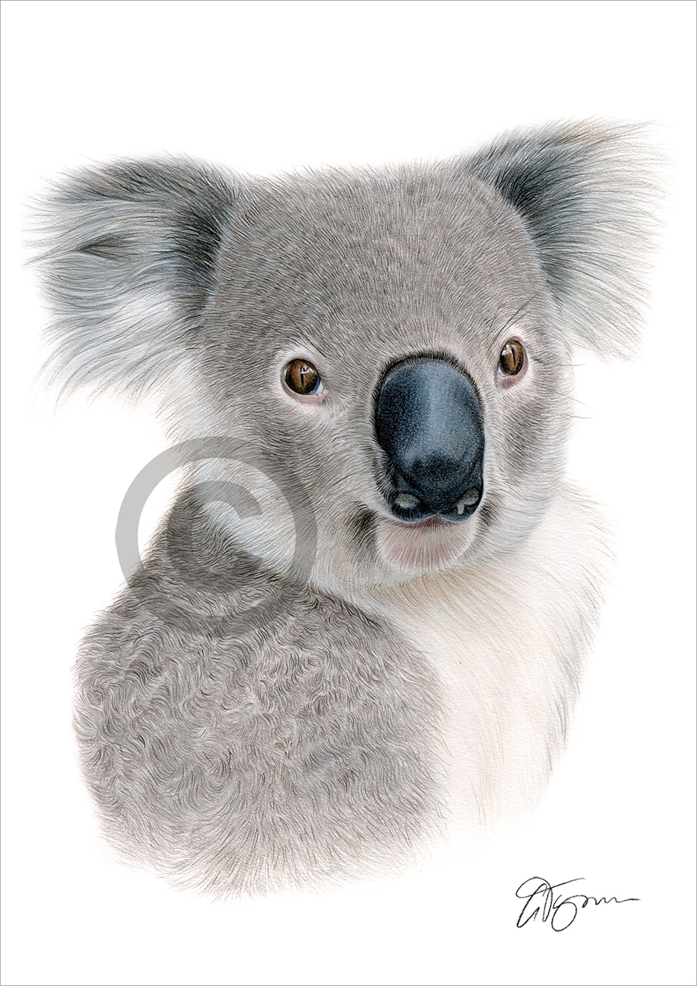 KOALA colour pencil drawing print A4 / A3 signed by UK artist artwork