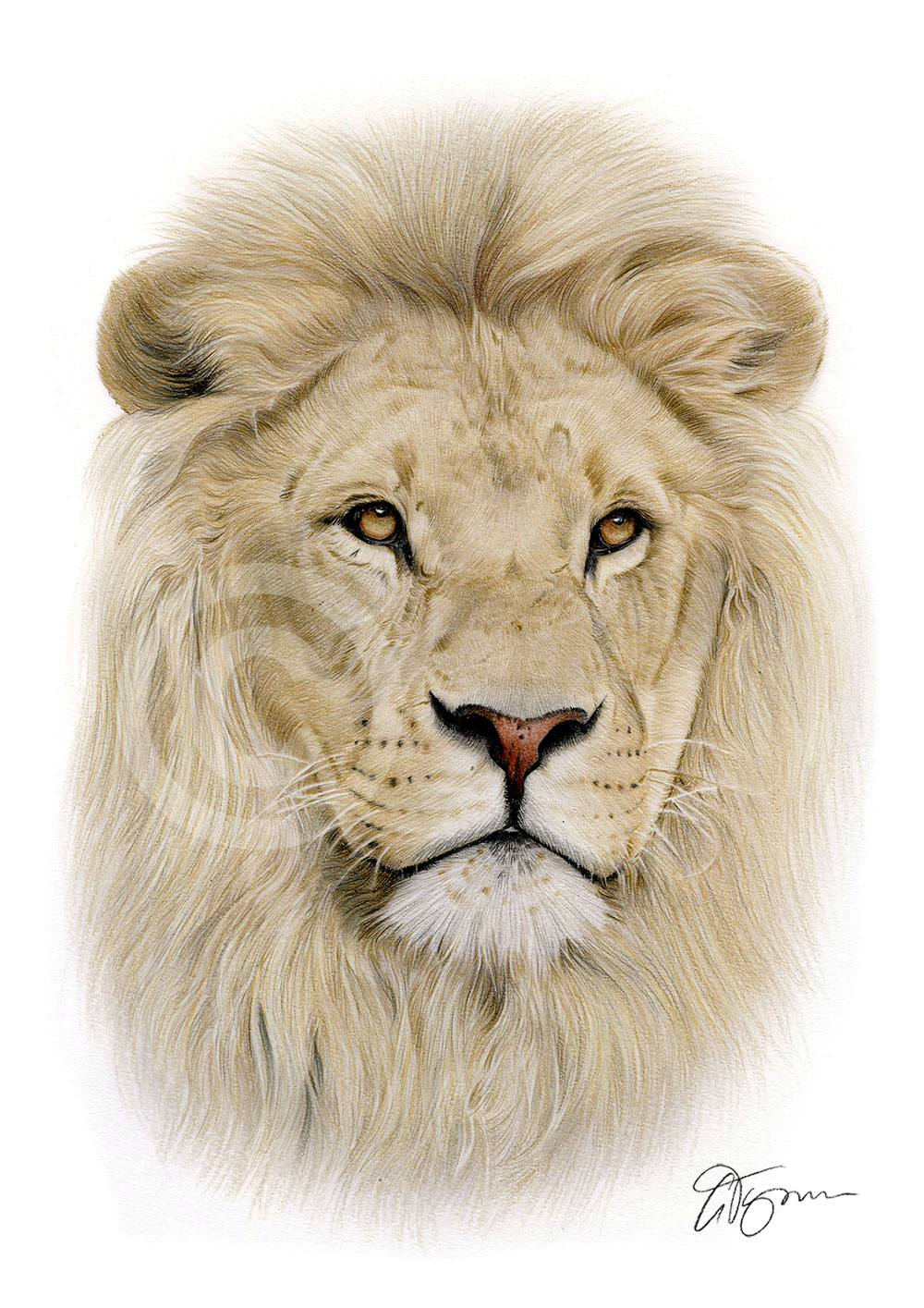 colour African lion pencil drawing