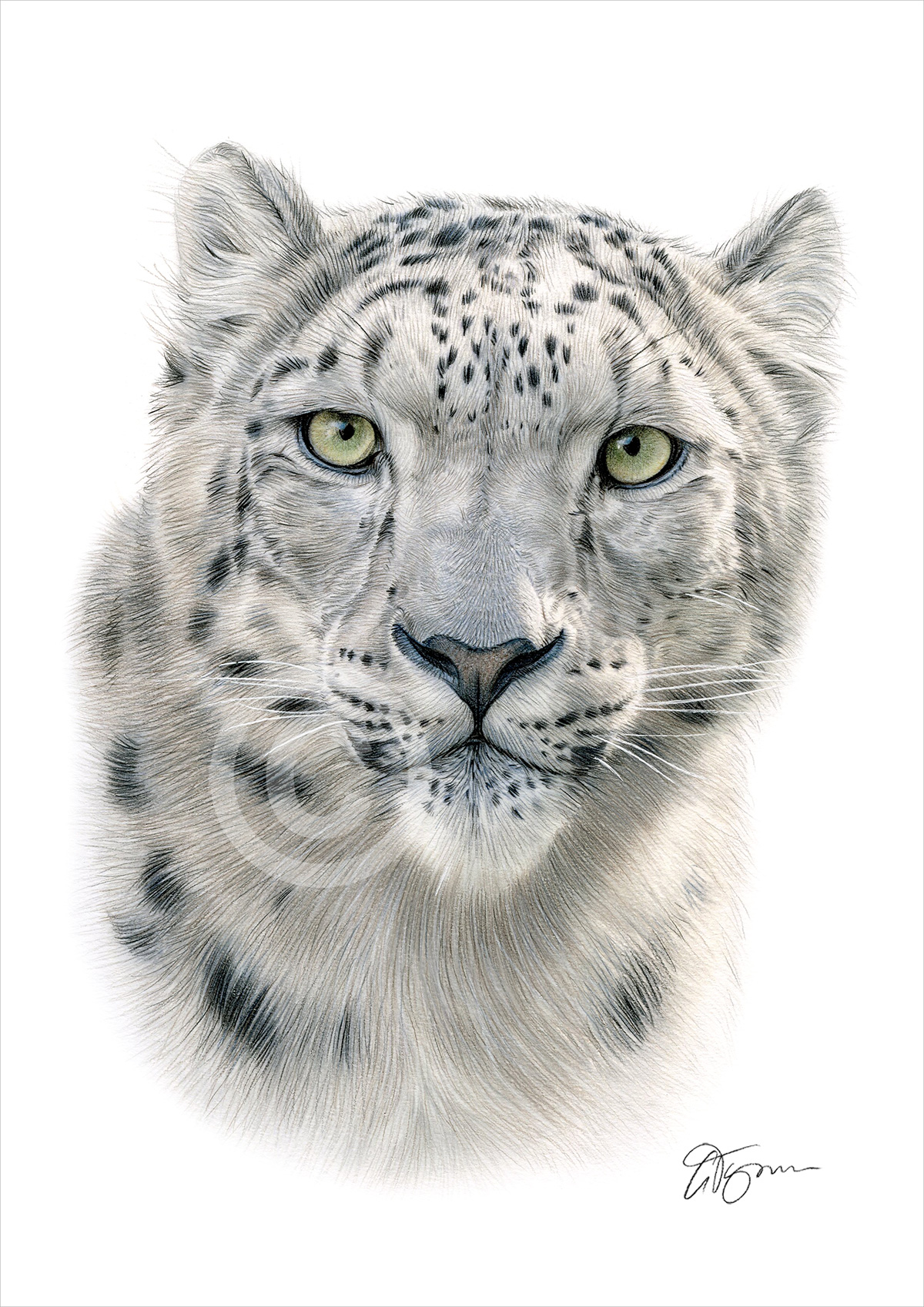 Snow Leopard colour pencil drawing