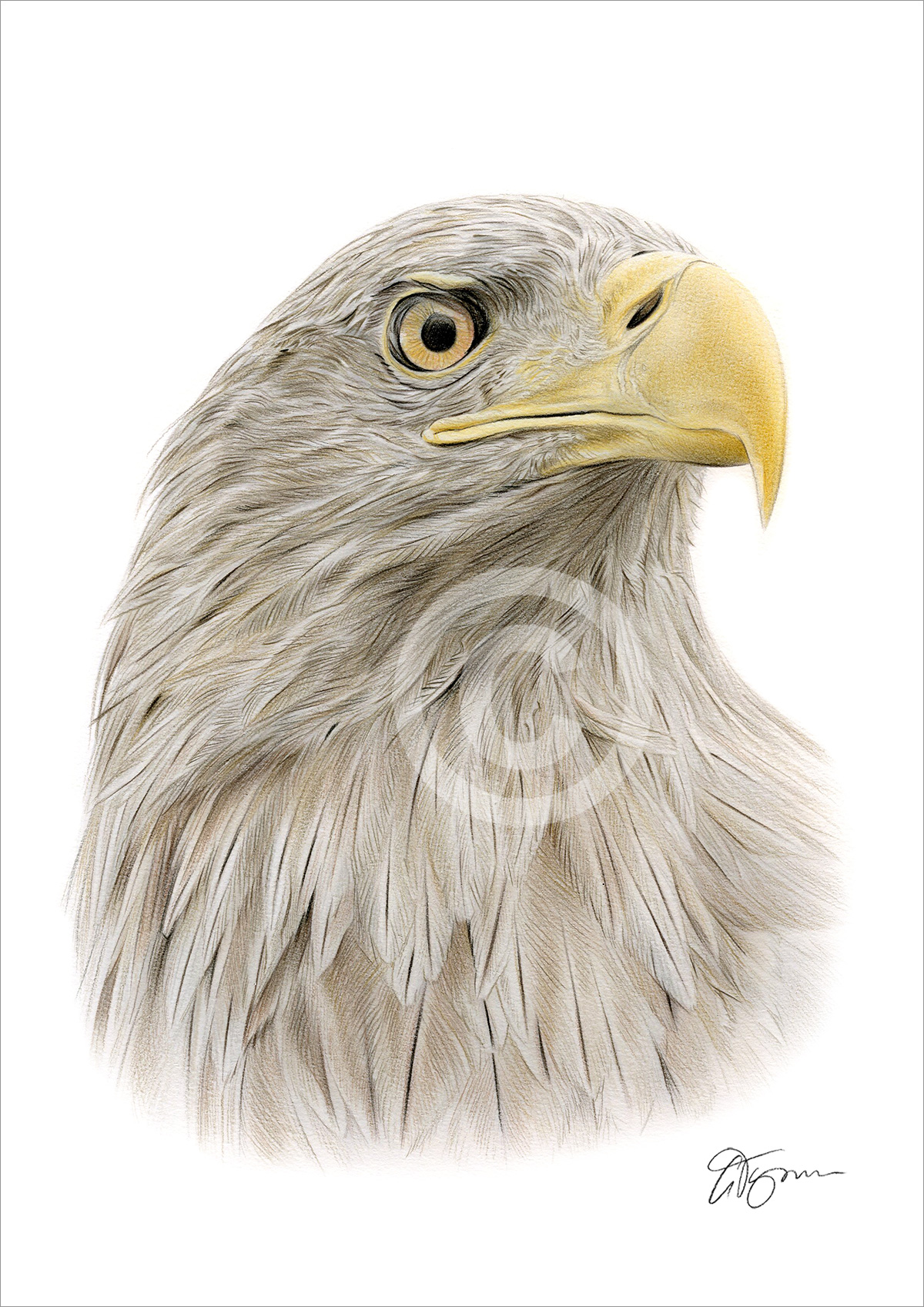 colour white-tailed eagle pencil drawing
