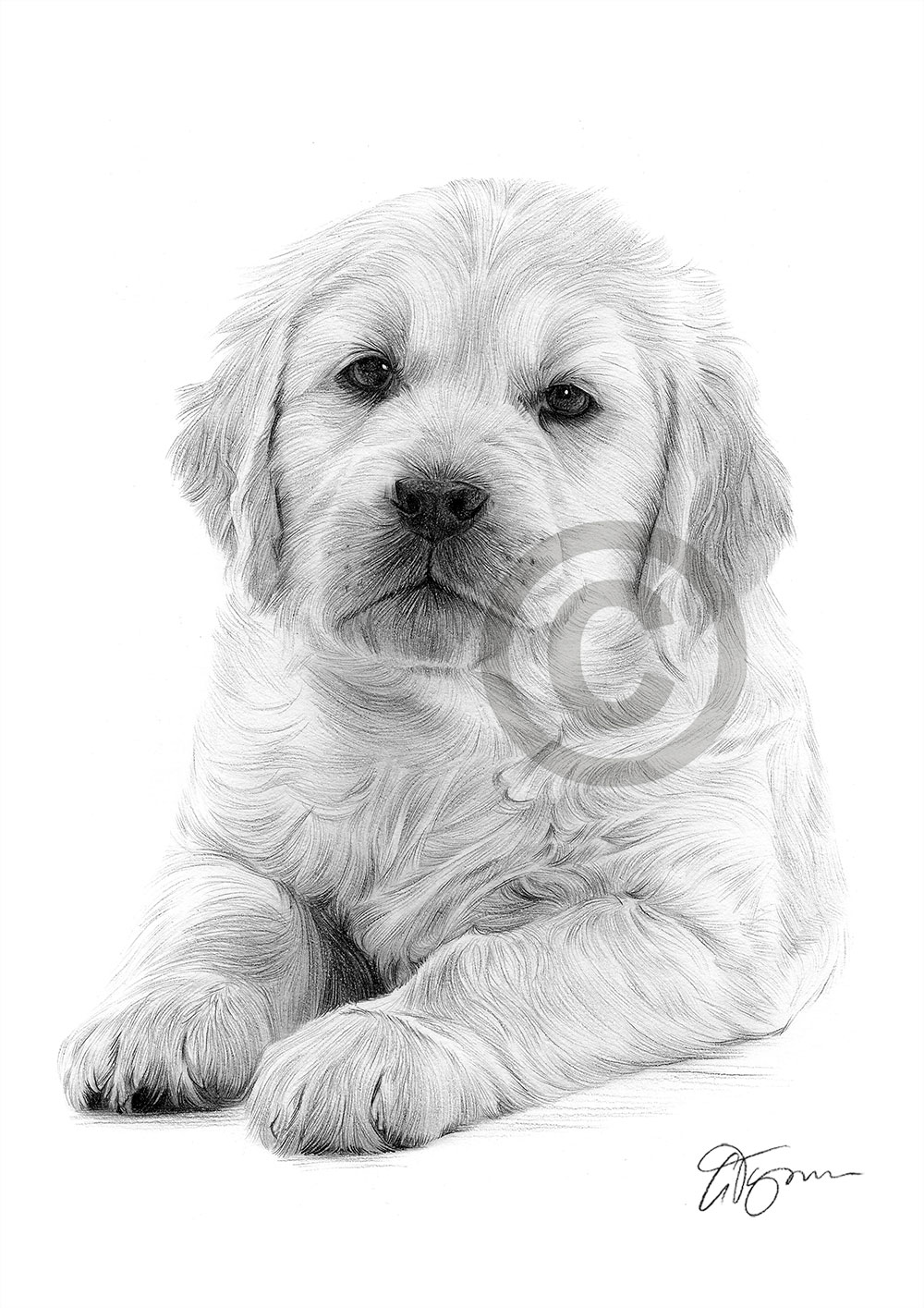 Dog GOLDEN RETRIEVER PUPPY Pencil Drawing Print A4 only