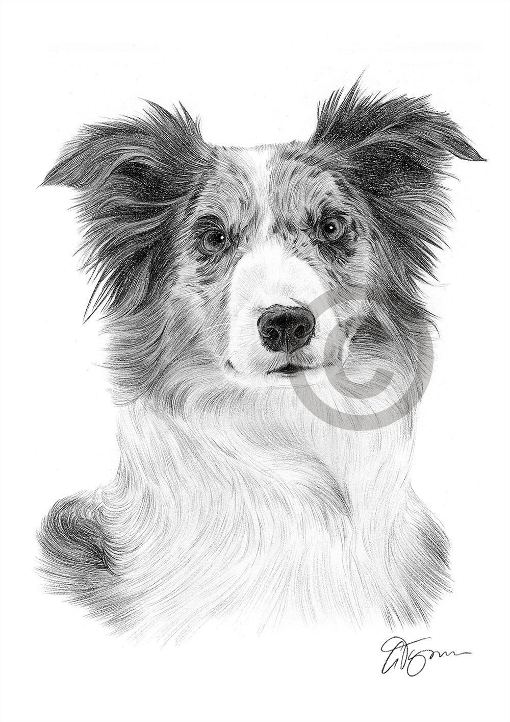 Pencil drawing of a Blue Merle Border Collie