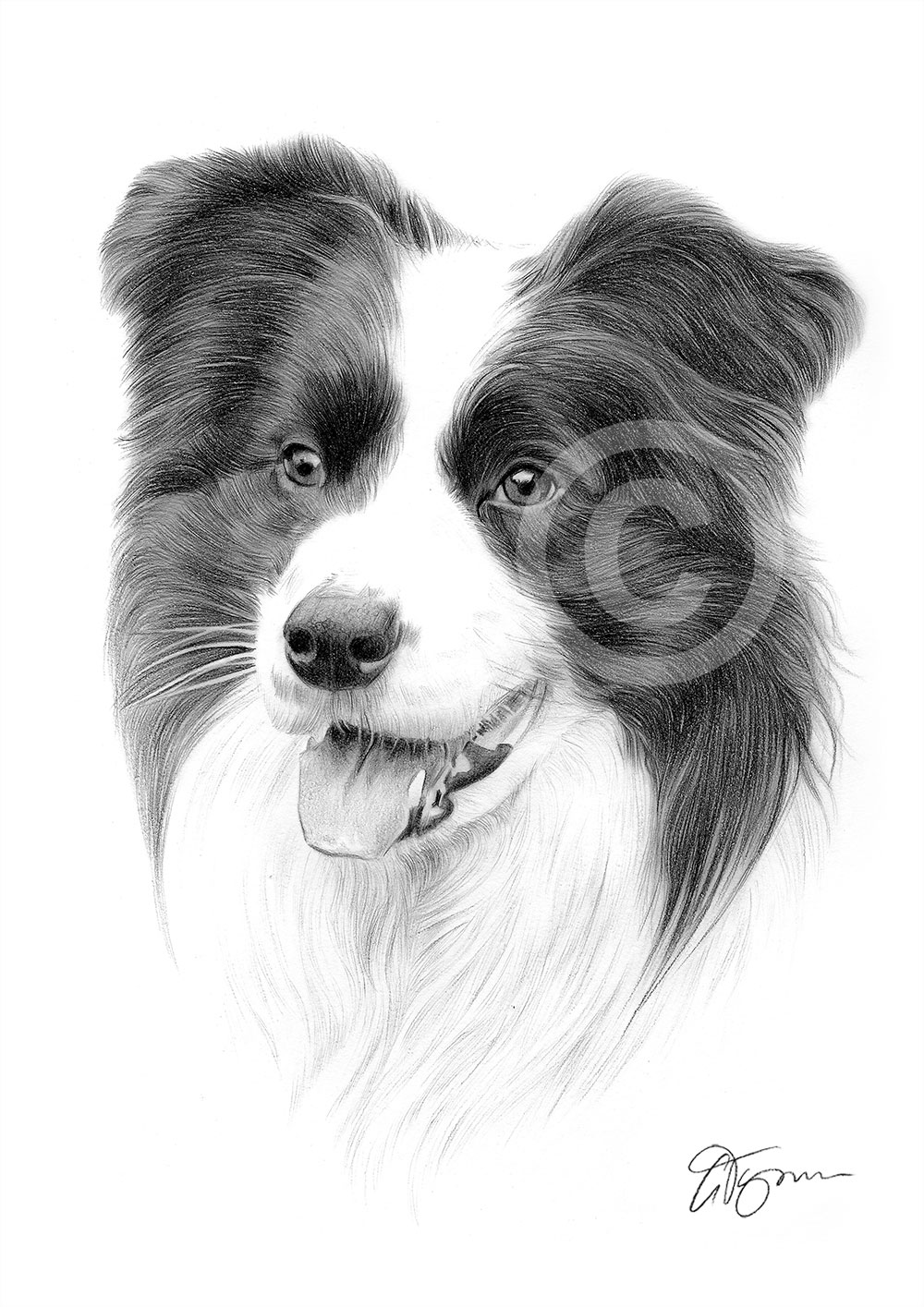 BORDER COLLIE pencil drawing art print A3 / A4 sizes