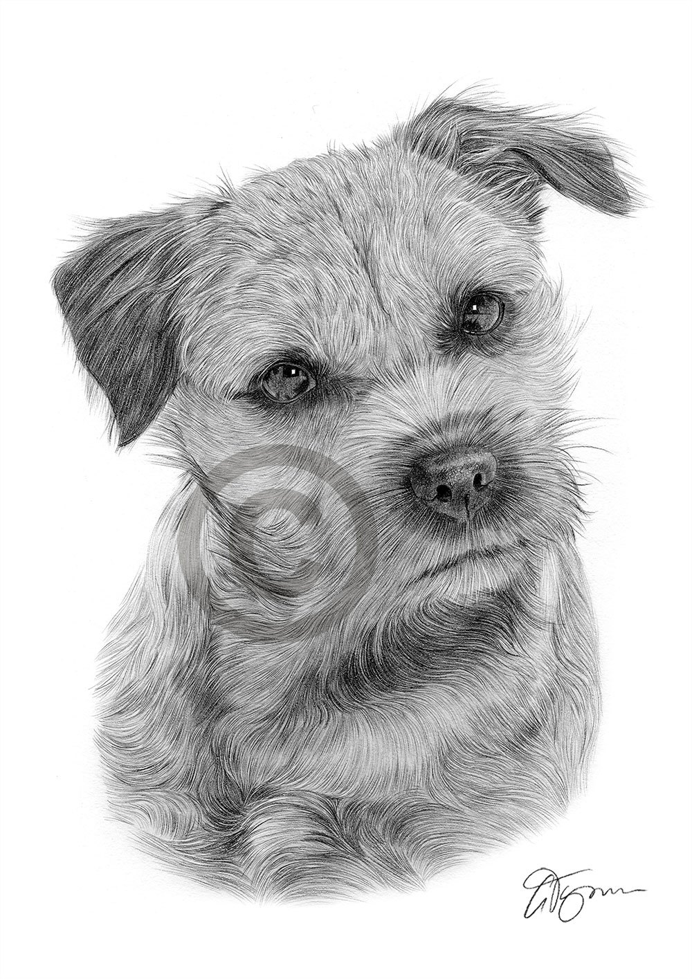 Dog BORDER TERRIER pencil drawing art A4 size by UK artist Pet Portrait ...