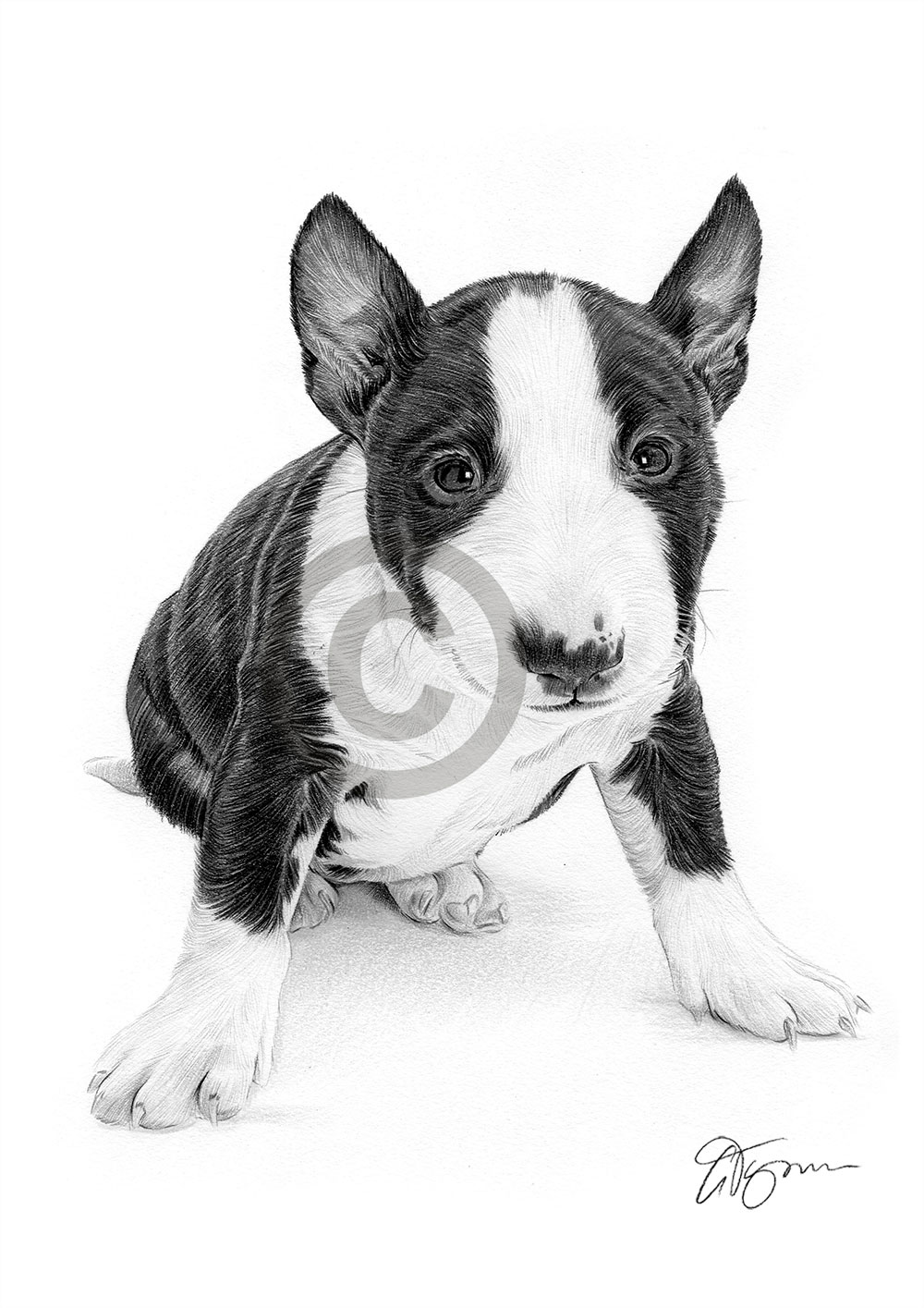 English Bull Terrier Puppy Dog Pencil Drawing Art Print A4 Size Signed Ebay