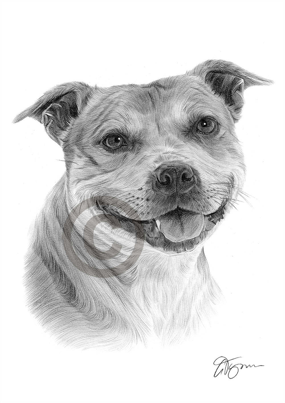 Pencil drawing of a young Staffordshire Bull Terrier