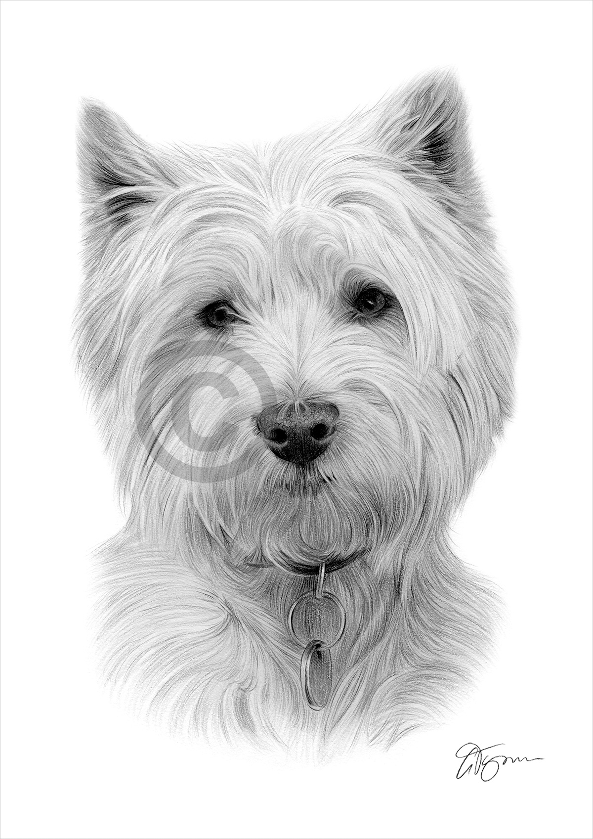 West Highland White Terrier Art Pencil Drawing Print Westie Dog Portrait Ebay