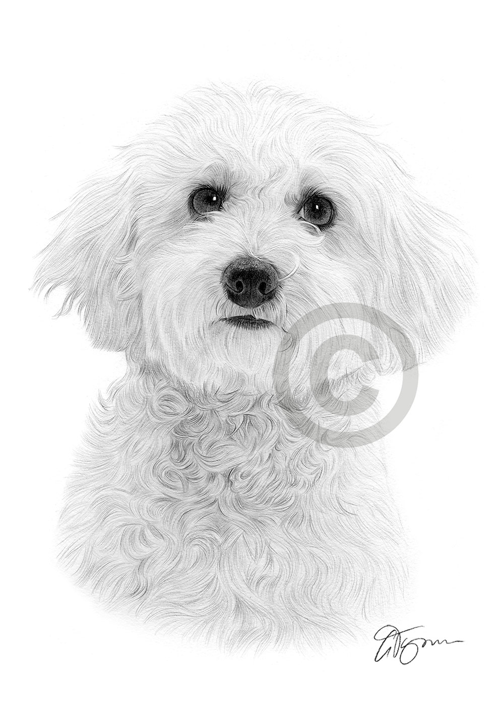 BICHON FRISE art toy dog A4 size signed pencil drawing