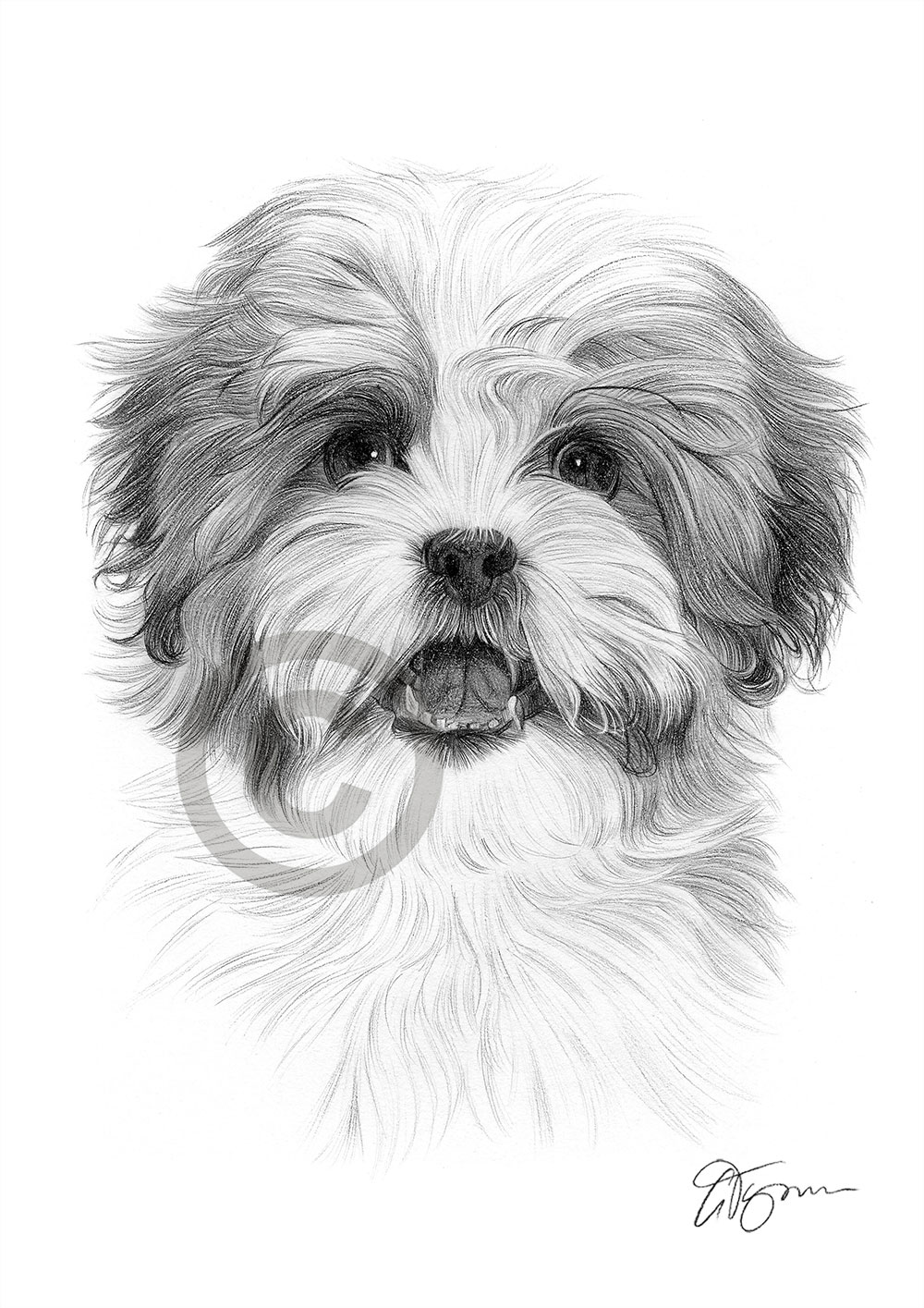 SHIH TZU dog art A4 size signed pencil drawing artwork