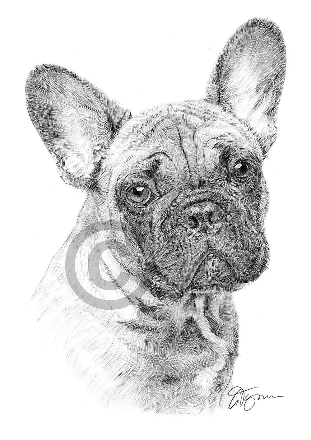 French Bulldog Art Pencil Drawing Print A4 Only Signed By Artist Gary Tymon Ebay