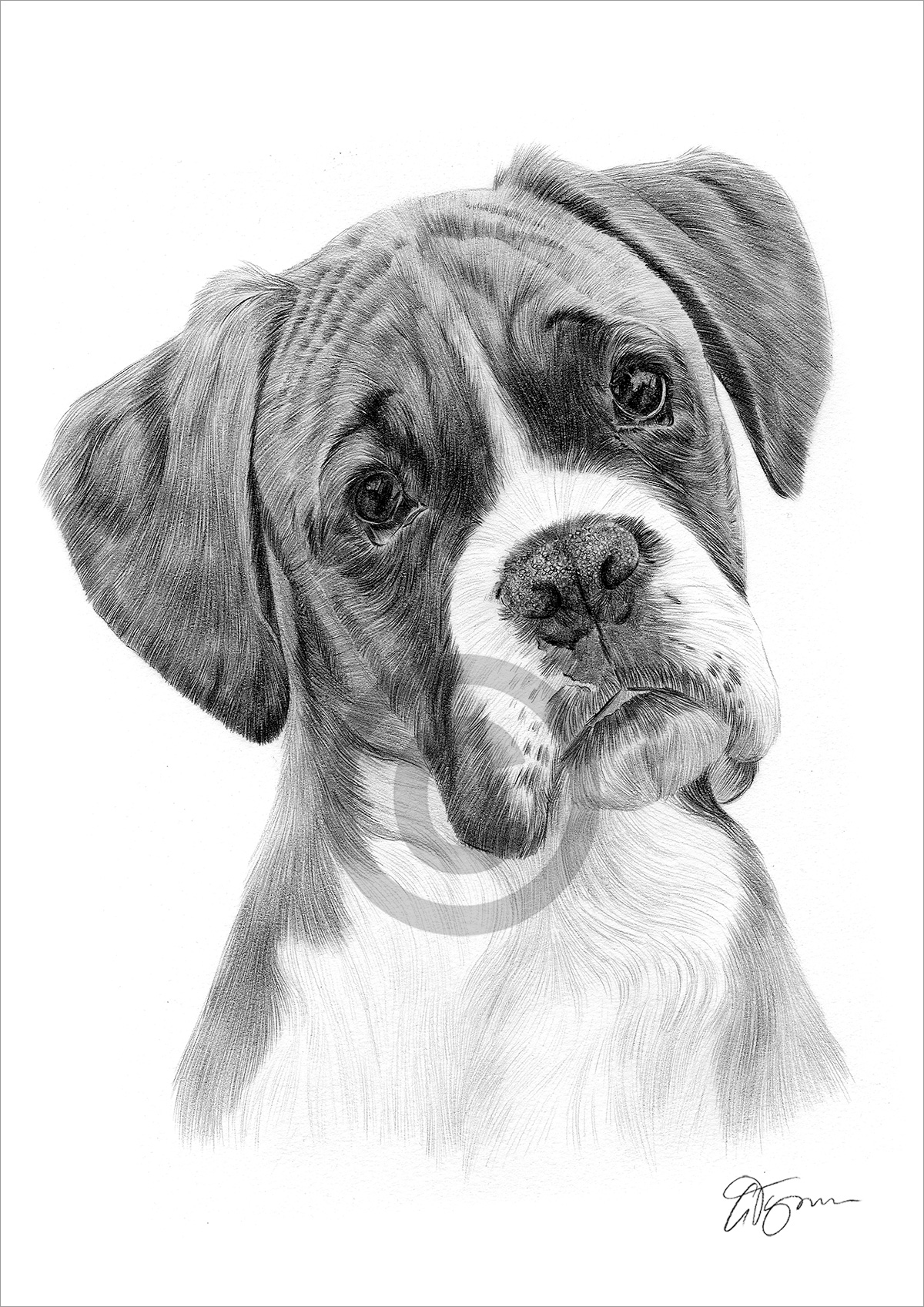 young Boxer pencil drawing