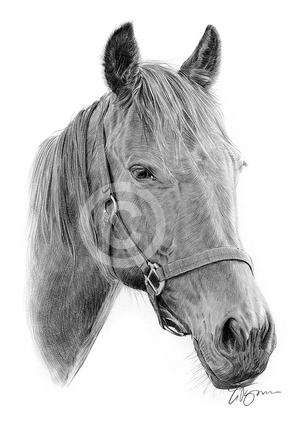 Horse pencil drawing