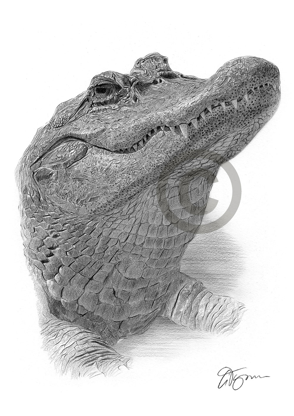ALLIGATOR pencil drawing art print A3 A4 sizes signed UK artwork