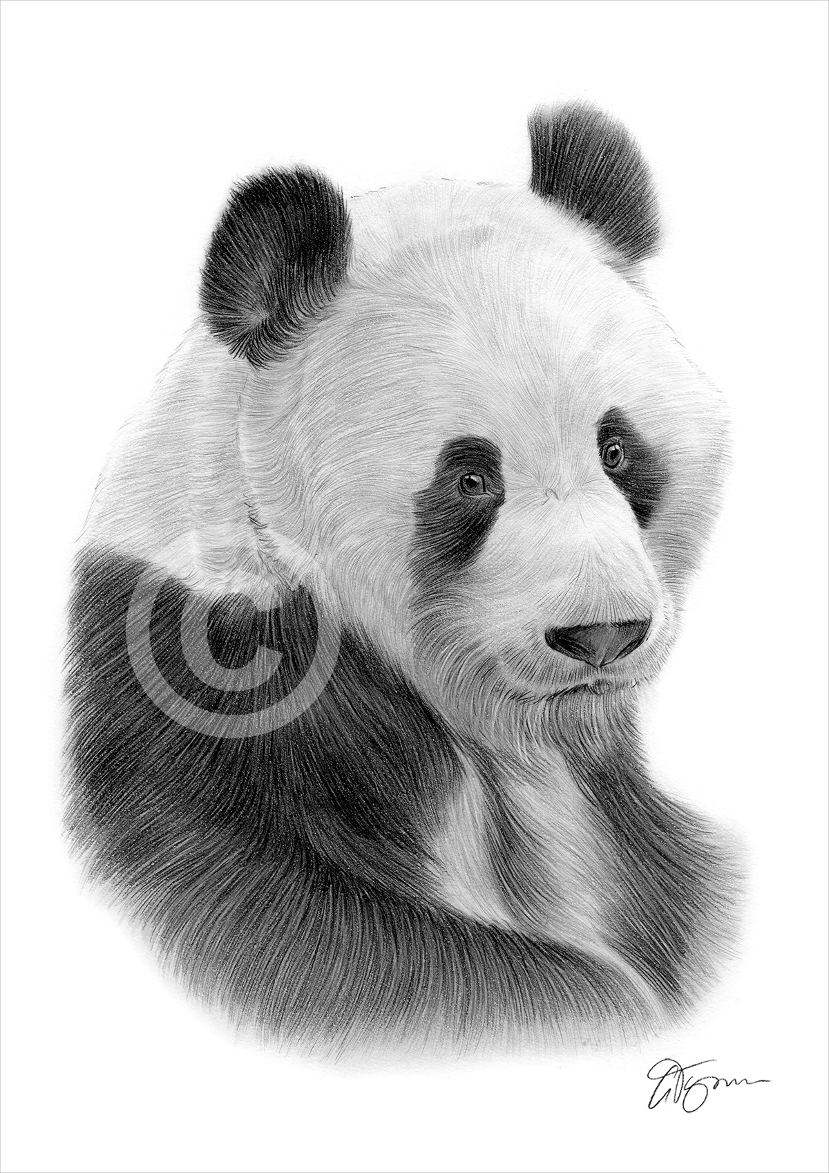 Giant Panda Pencil Drawing Art Print A3 Sizes Signed Artwork Ebay