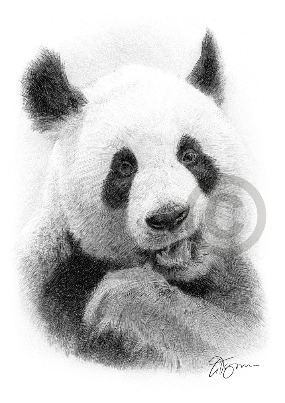 Giant Panda pencil drawing