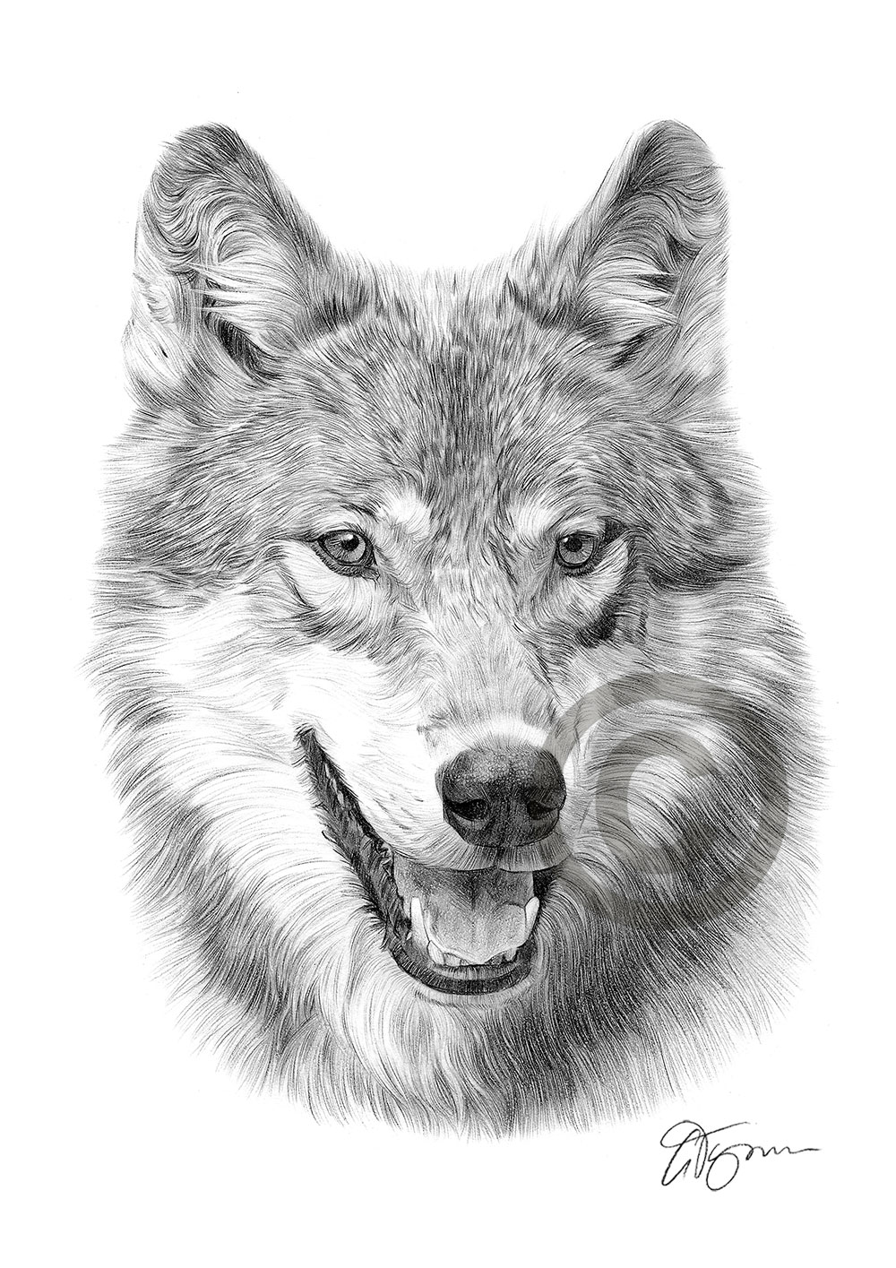 Grey Wolf pencil drawing