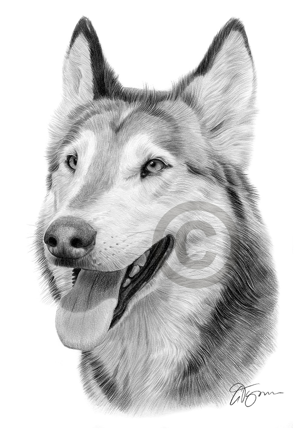 WOLF Pencil Drawing Artwork Print A3 / A4 sizes signed by ...