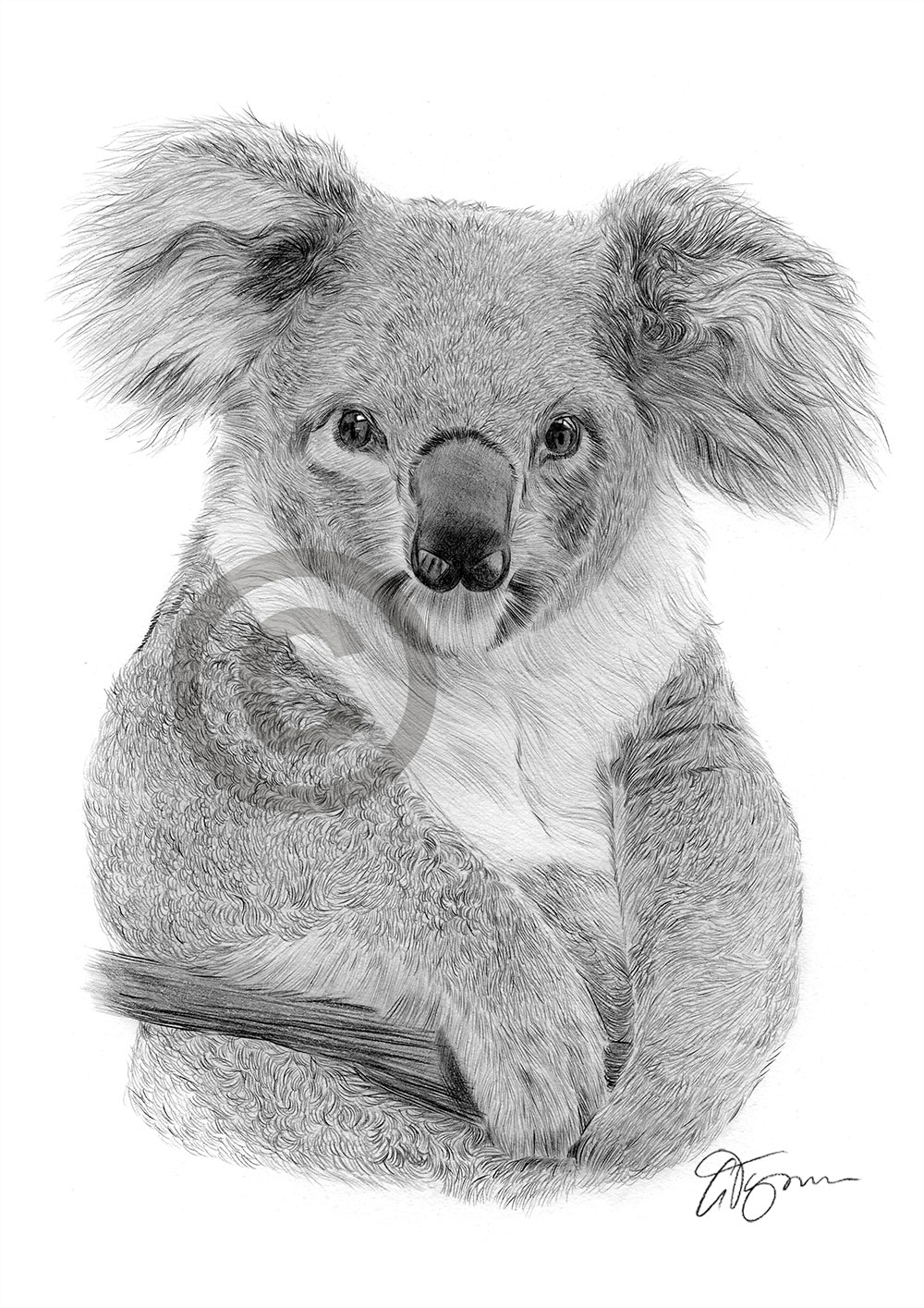 Koala Bear Pencil Drawing Art Print A3 Sizes Signed By Uk Artist Artwork Ebay
