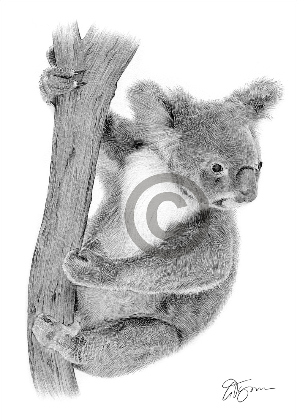 Koala Bear on a tree pencil drawing