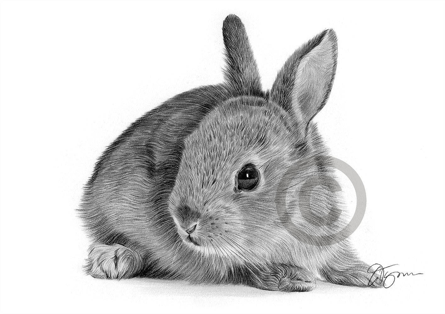 Bunny RABBIT Pencil Drawing Print A4 only signed by