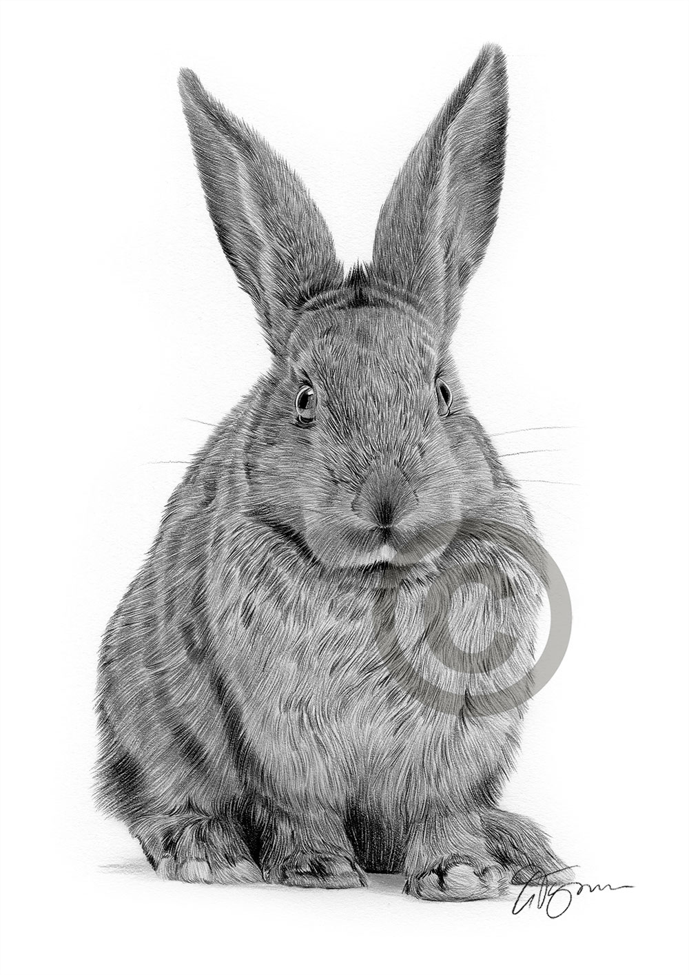 AGOUTI RABBIT pencil drawing artwork print - A4 only ...