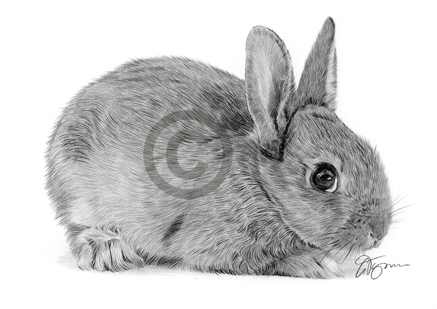 Baby AGOUTI RABBIT pencil drawing artwork print A4 only