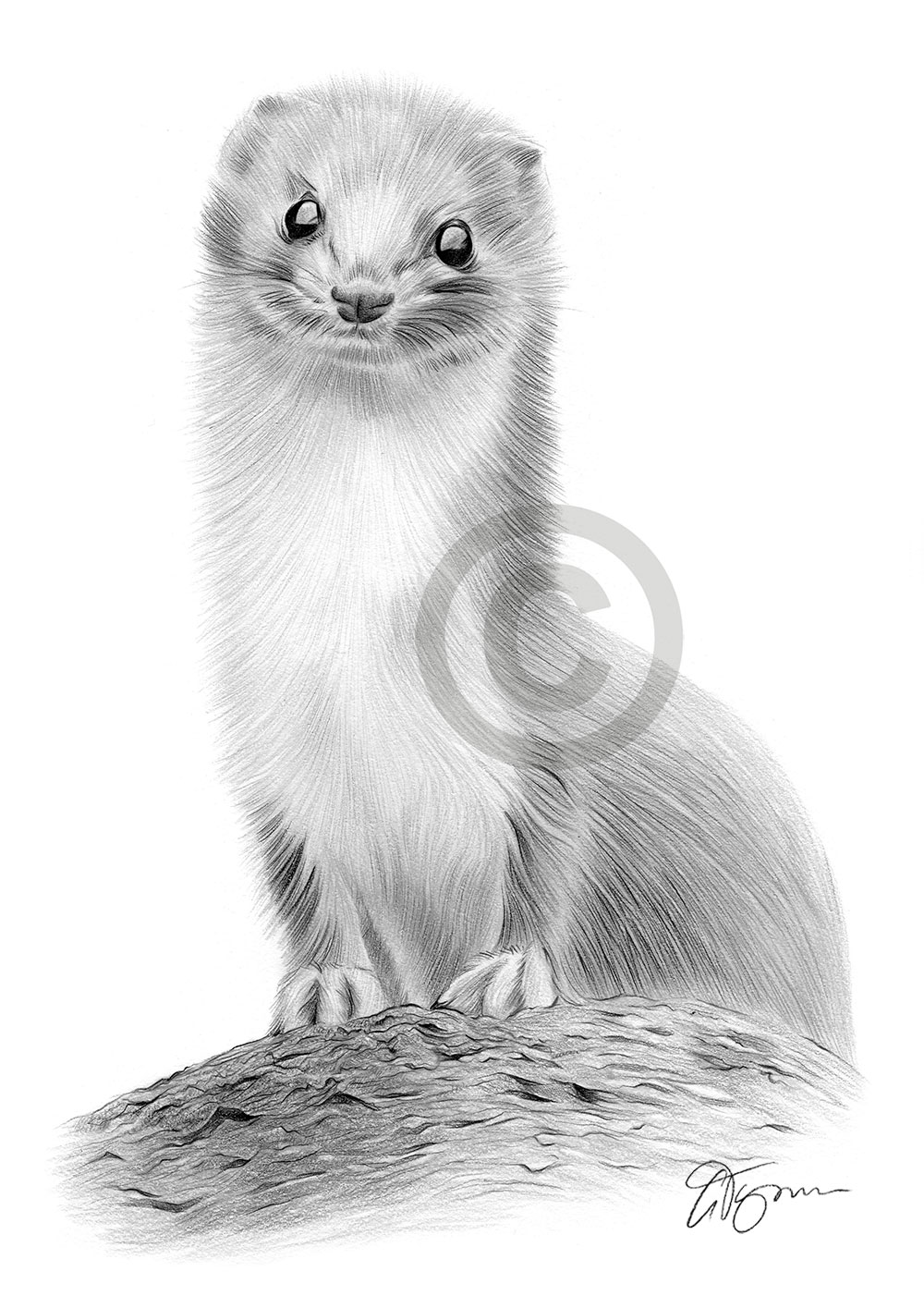 Weasel pencil drawing