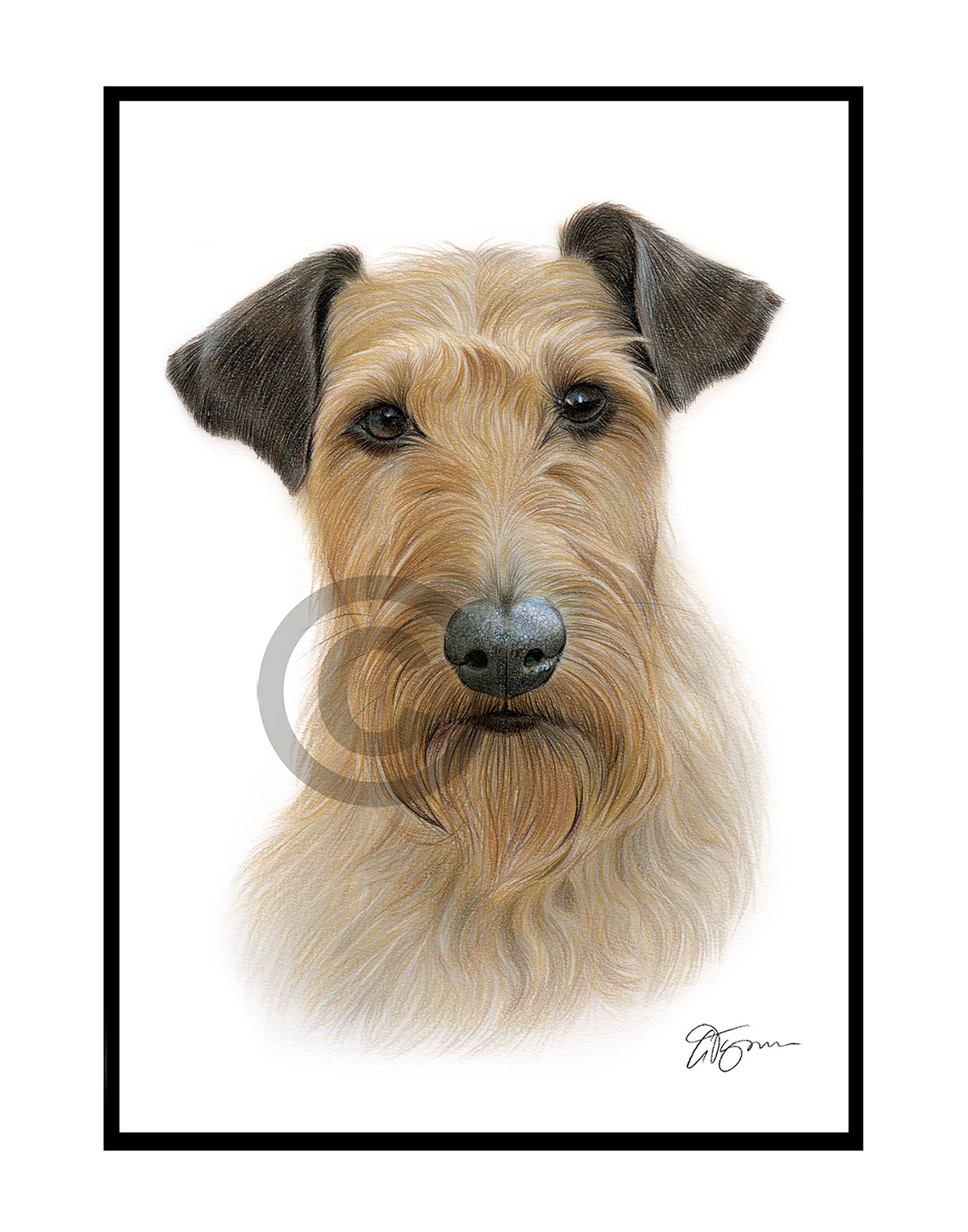 irish Terrier colour pencil drawing