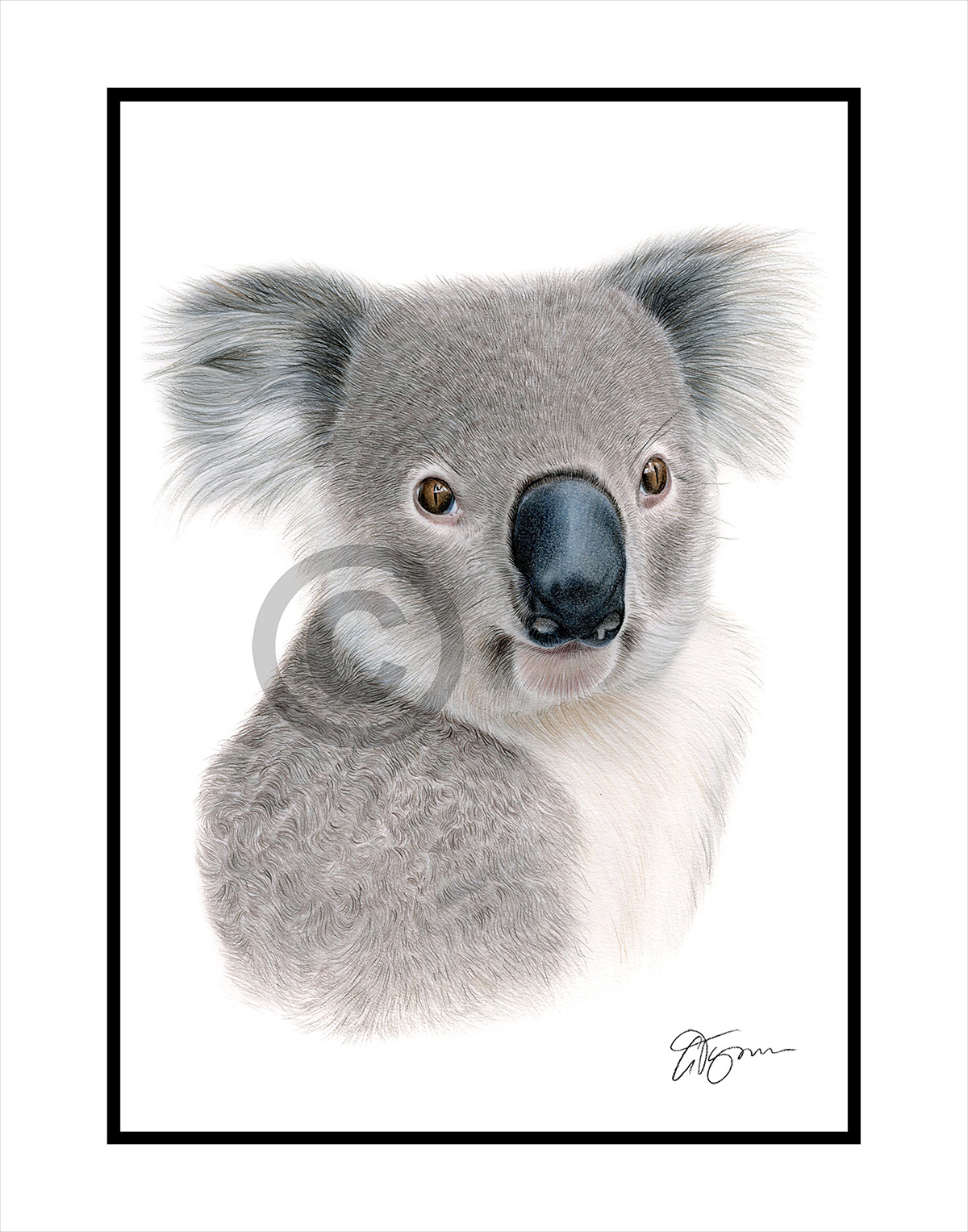 Koala colour pencil drawing
