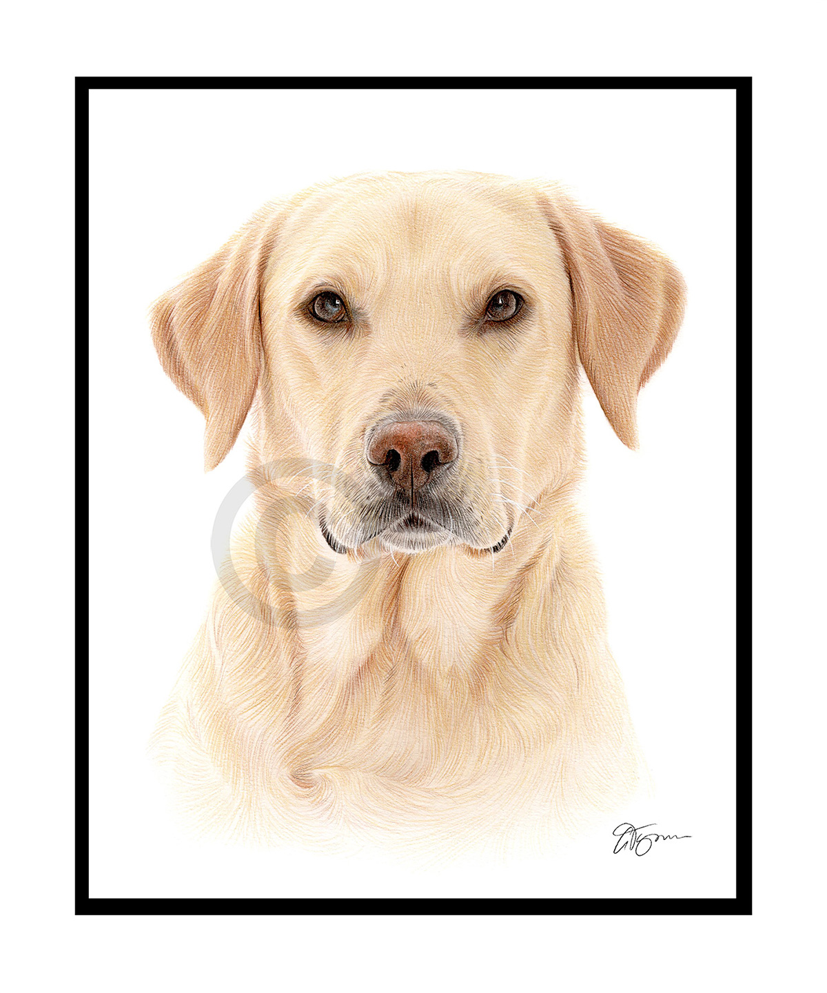 Labrador Retriever pencil drawing