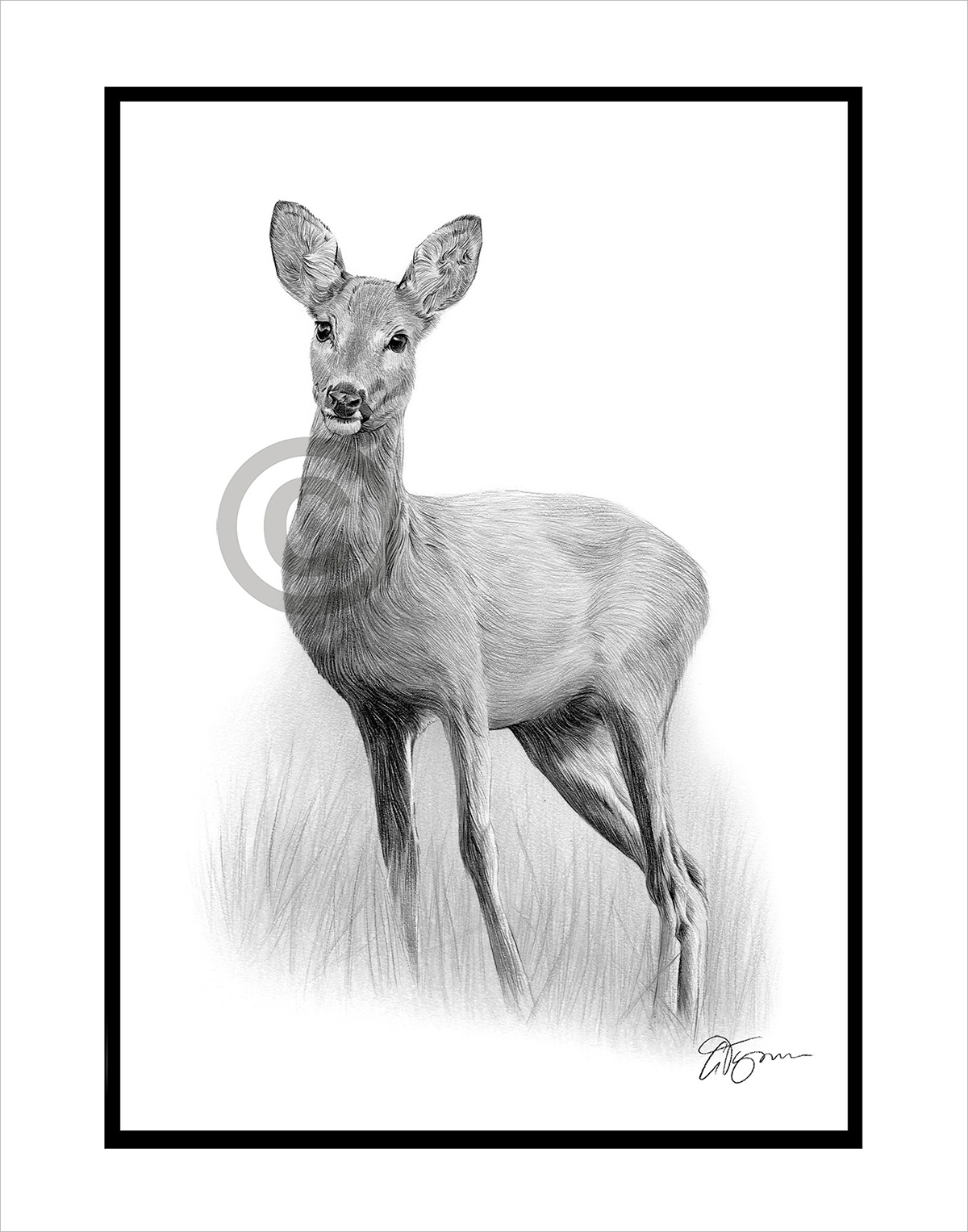 Roe Deer pencil drawing