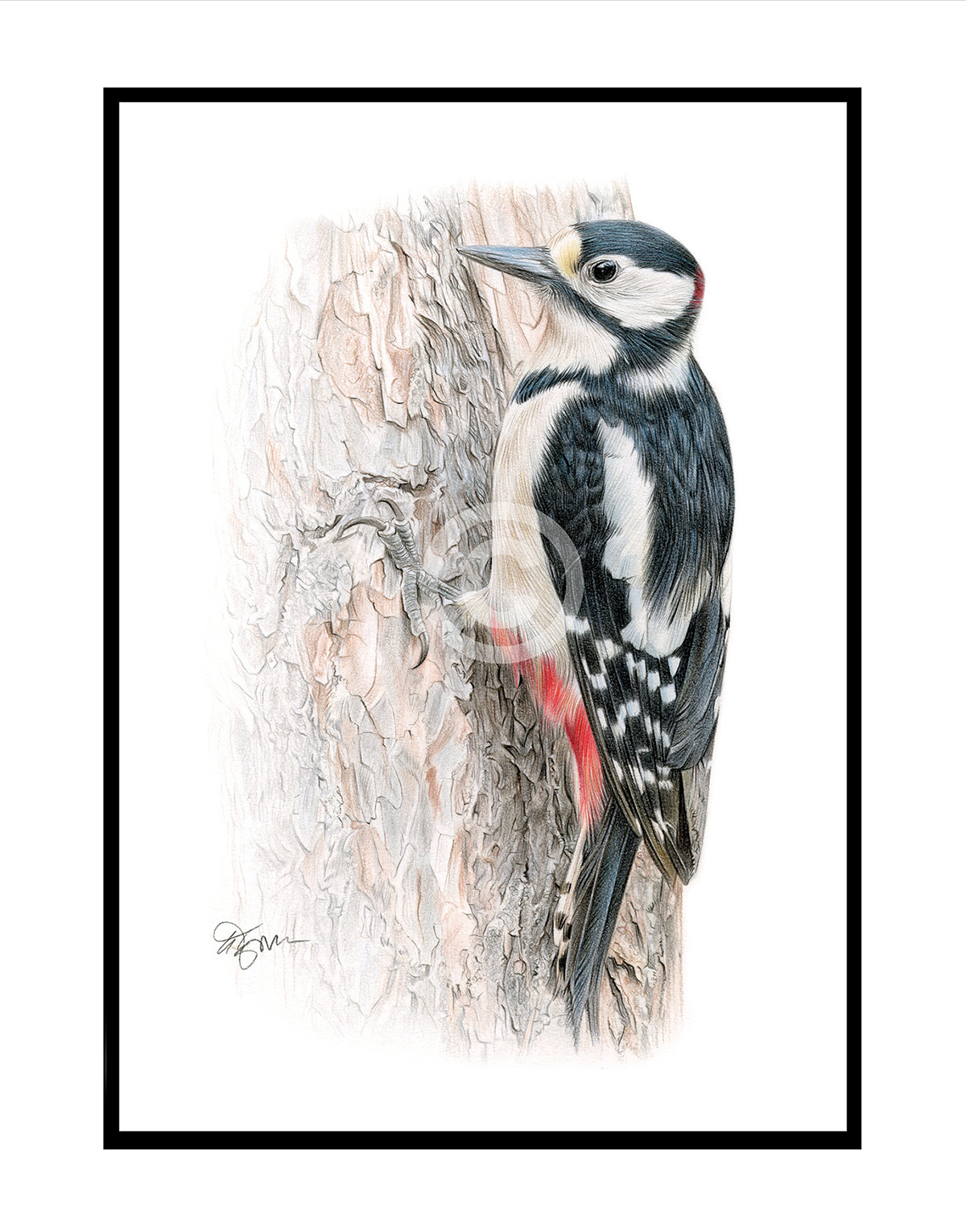 Woodpecker colour pencil drawing