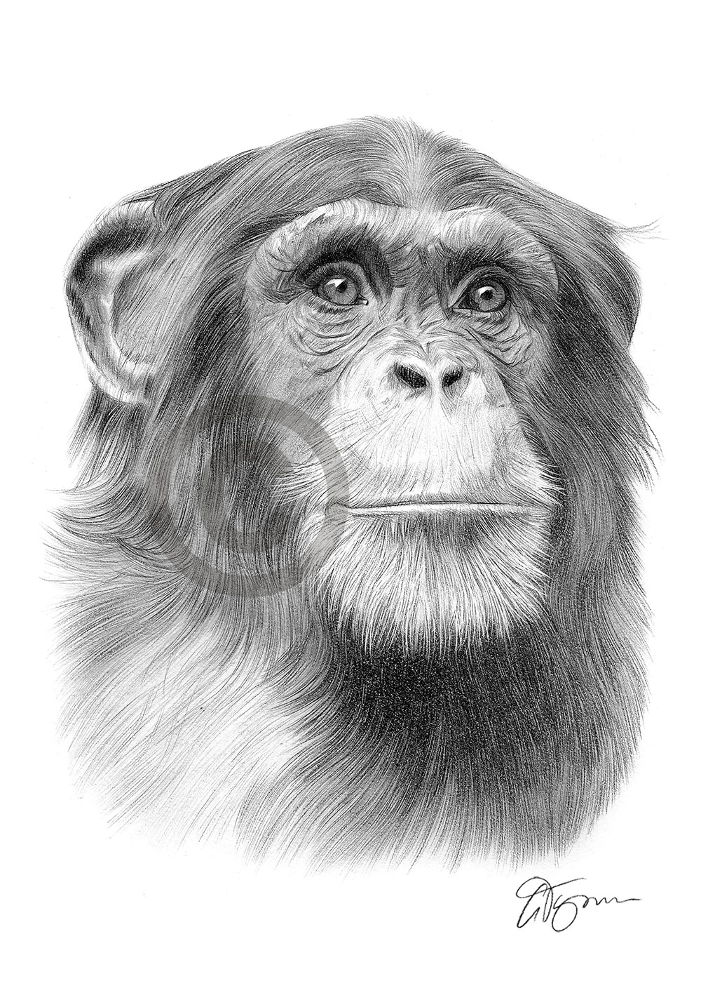 Pencil drawing of a chimpanzee Pencil drawing of a chimpanzee by artist Gary Tymon