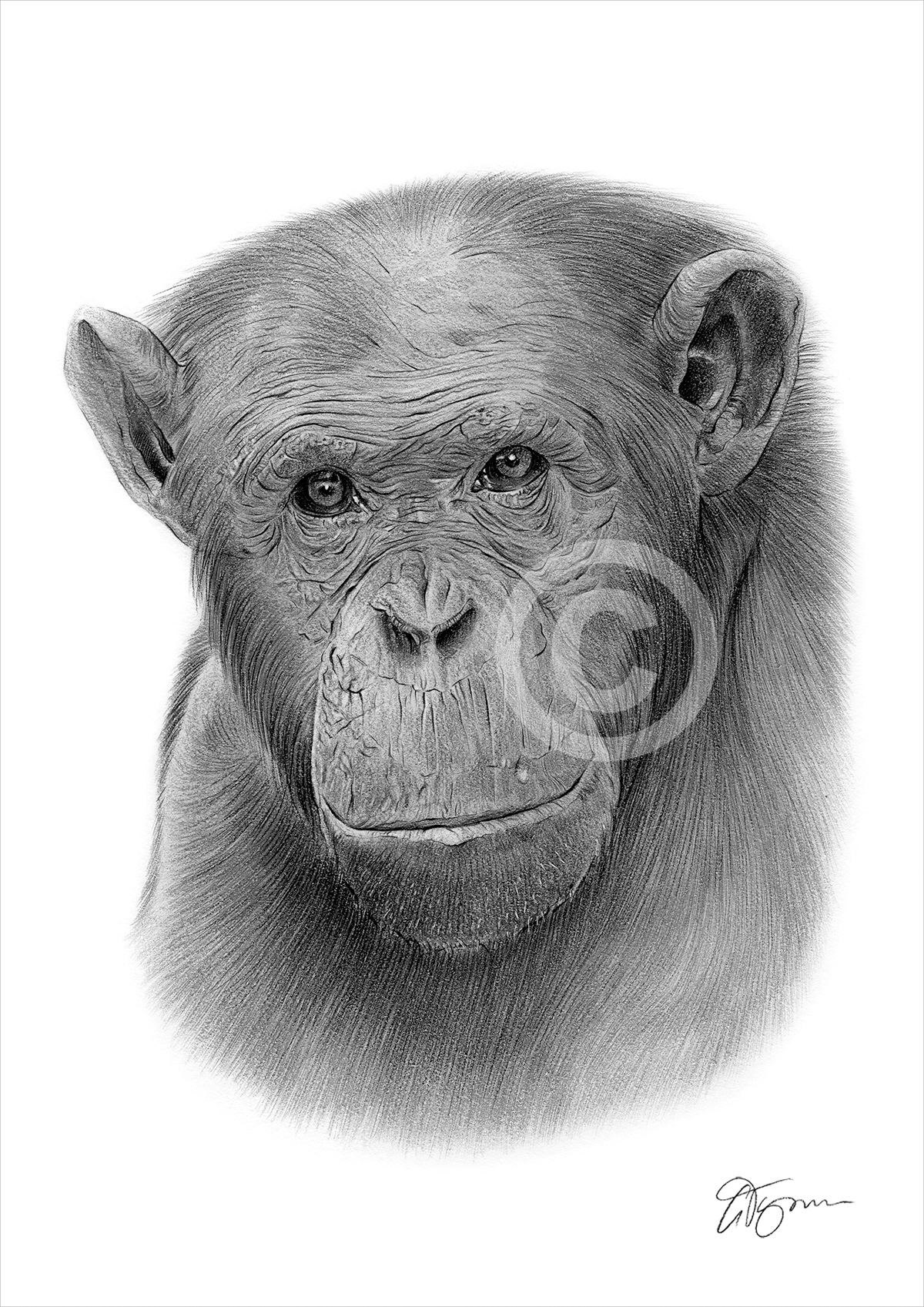 Pencil drawing of an adult chimpanzee Pencil drawing of an adult chimpanzee by artist Gary Tymon