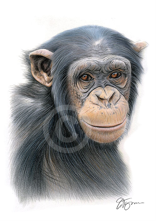 Pencil drawing of a chimpanzee in colour