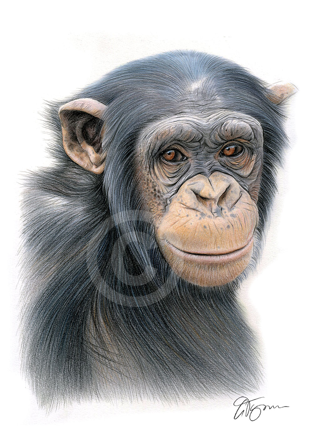 Pencil drawing of a chimpanzee in colour Pencil drawing of a chimpanzee in colour by artist Gary Tymon
