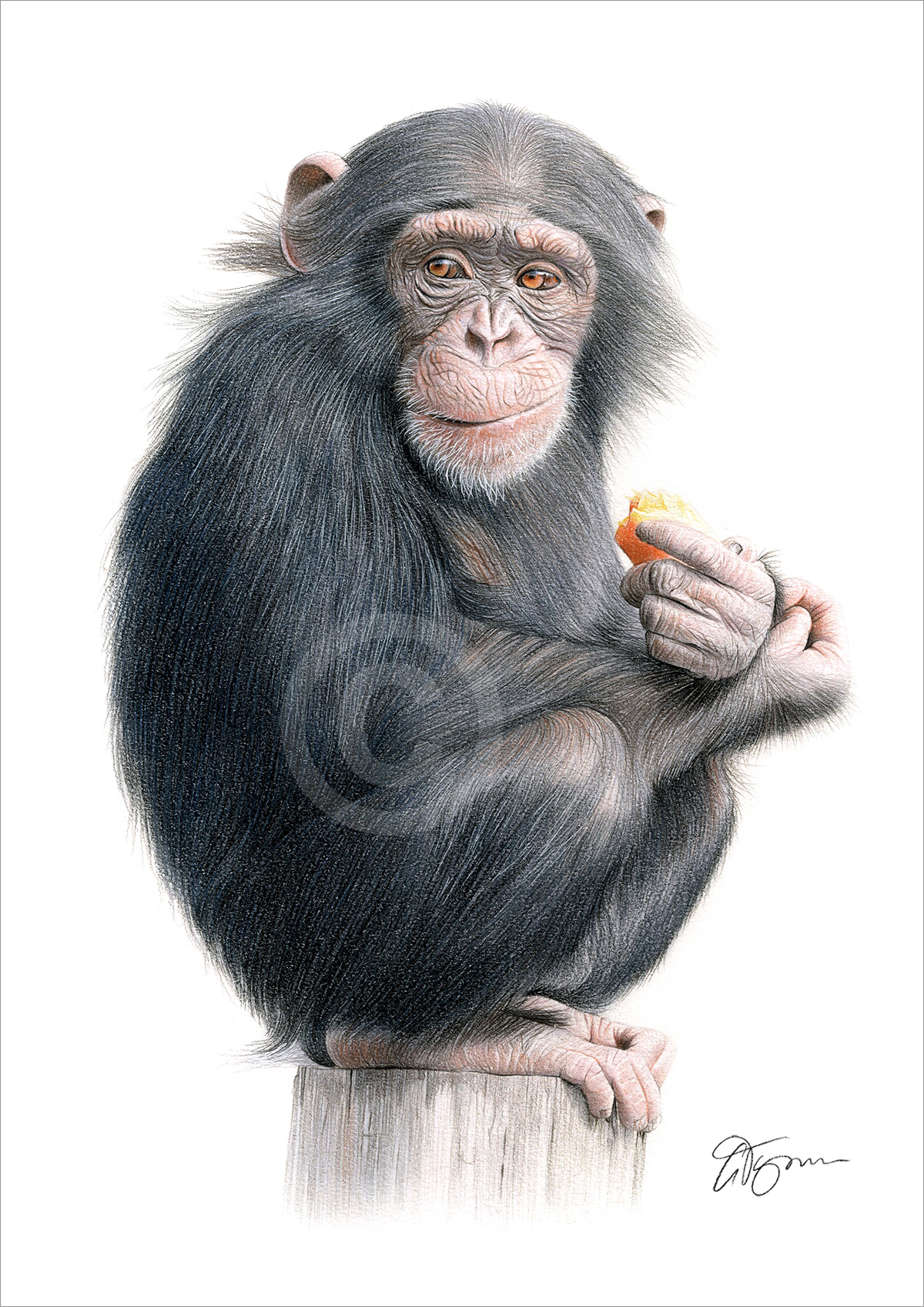 Pencil drawing of a chimpanzee sitting Pencil drawing of a chimpanzee sitting by artist Gary Tymon