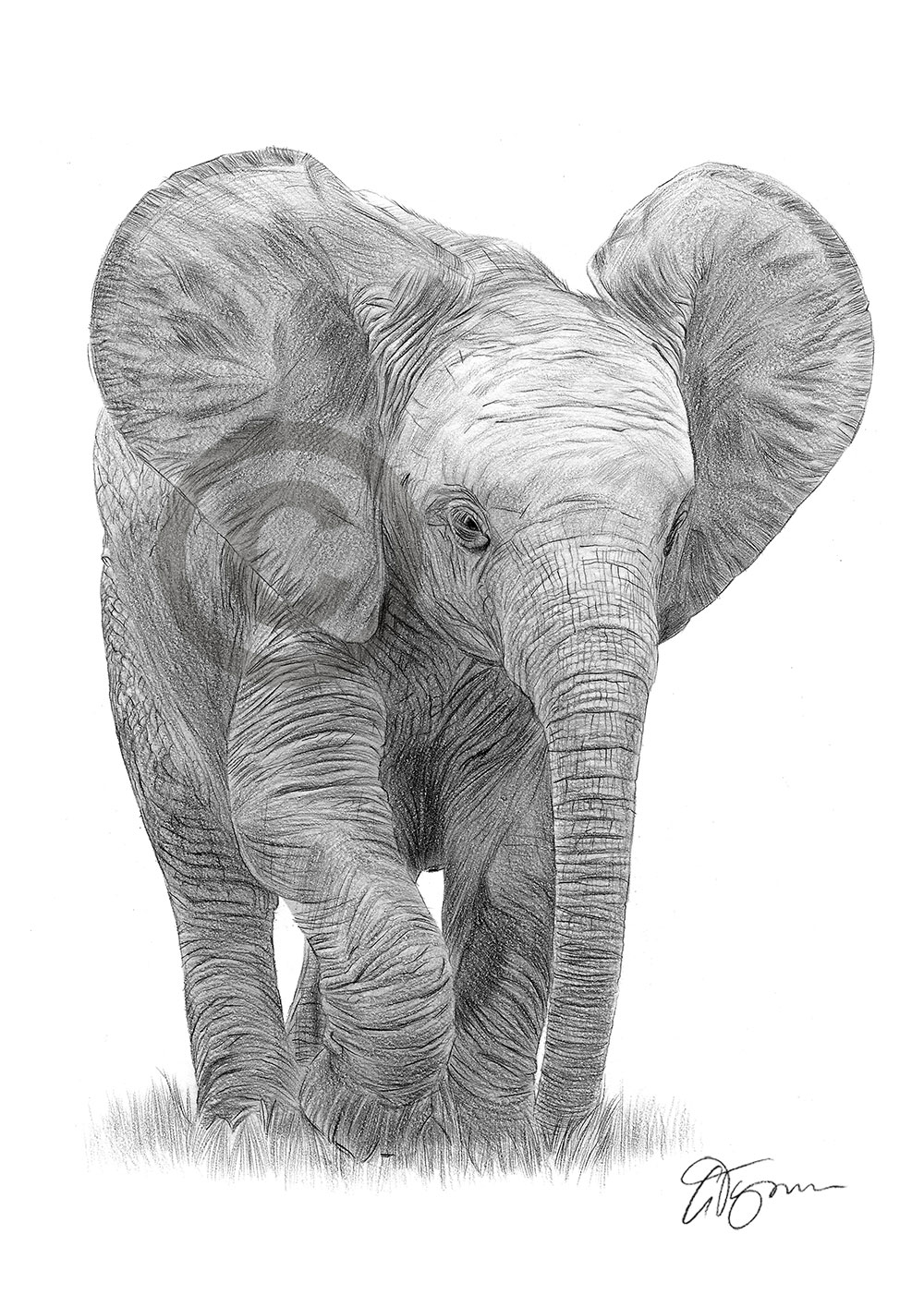 Pencil drawing of a baby elephant Pencil drawing of a baby elephant by artist Gary Tymon