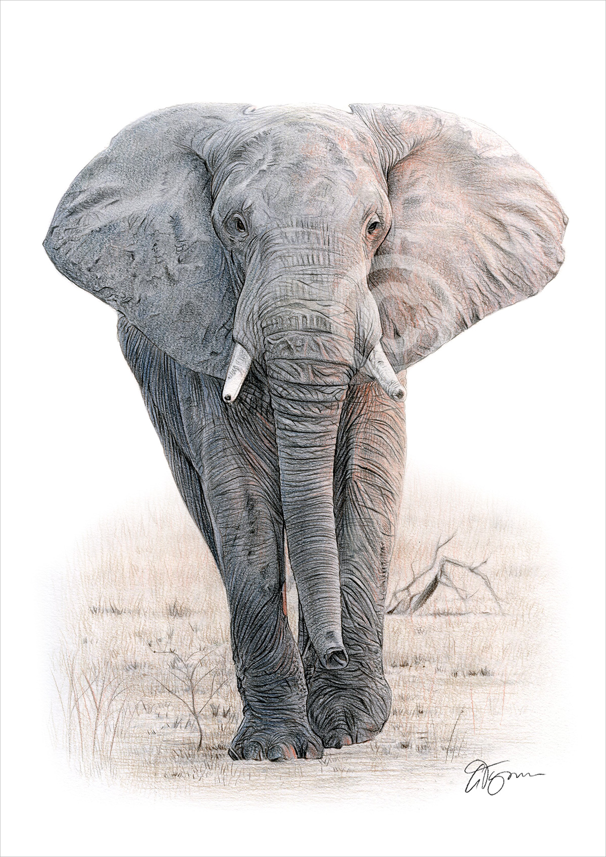 Colour pencil drawing of an African elephant in portrait by artist Gary Tymon