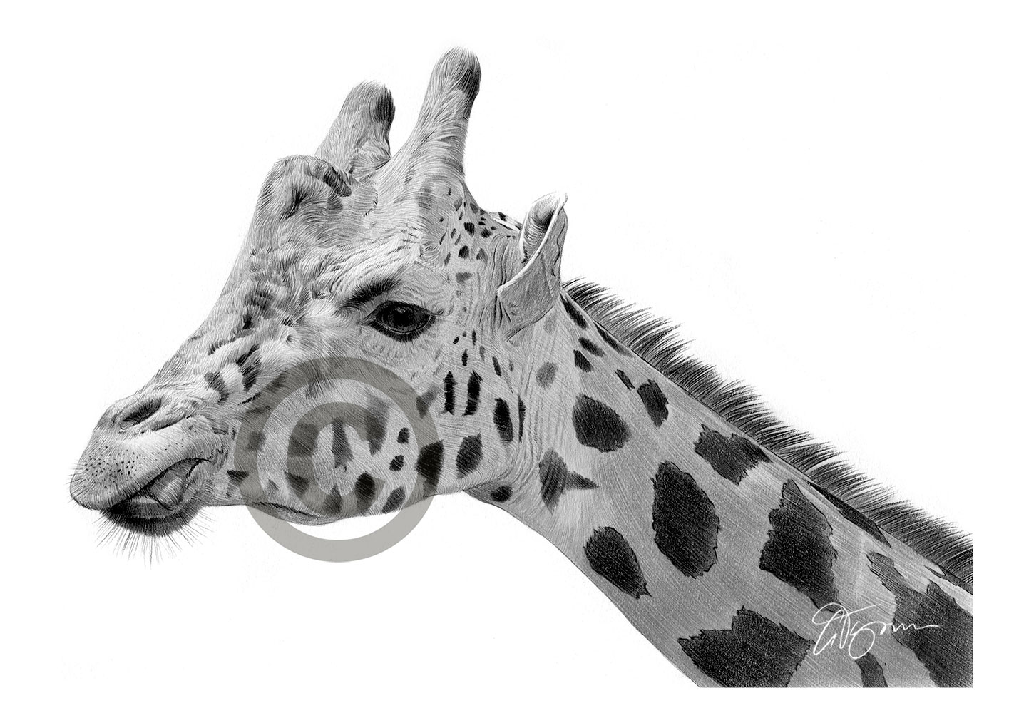 Pencil drawing of an African giraffe Pencil drawing of an African giraffe by artist Gary Tymon
