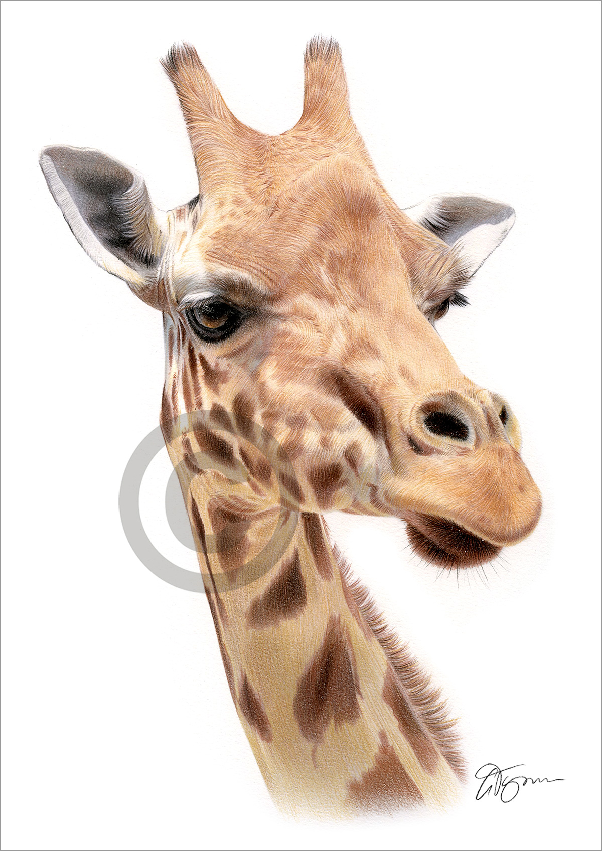 Pencil drawing of a giraffe in colour Pencil drawing of a giraffe in colour by artist Gary Tymon