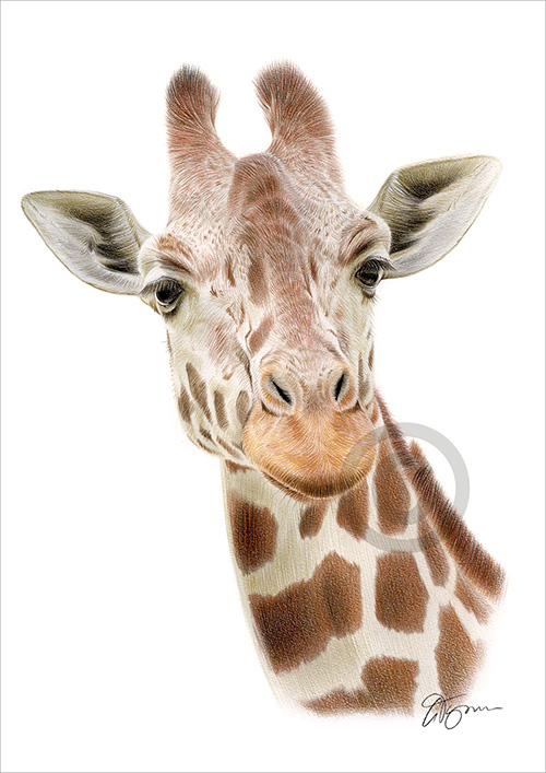 Colour pencil drawing of a Giraffe