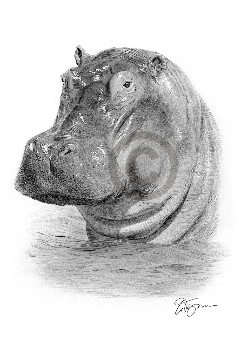 Pencil drawing of a hippo Pencil drawing of a hippo by artist Gary Tymon