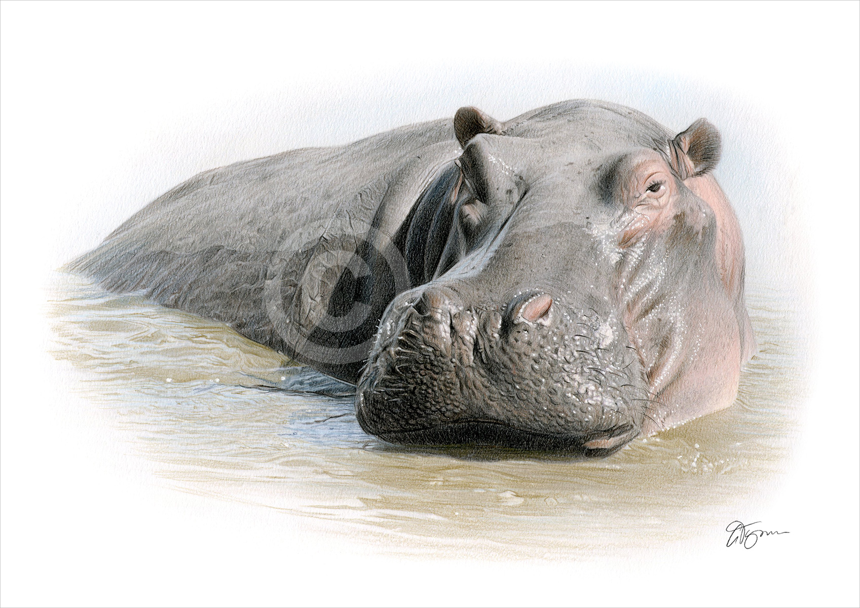 Pencil drawing of a hippo in colour Pencil drawing of a hippo in colour by artist Gary Tymon